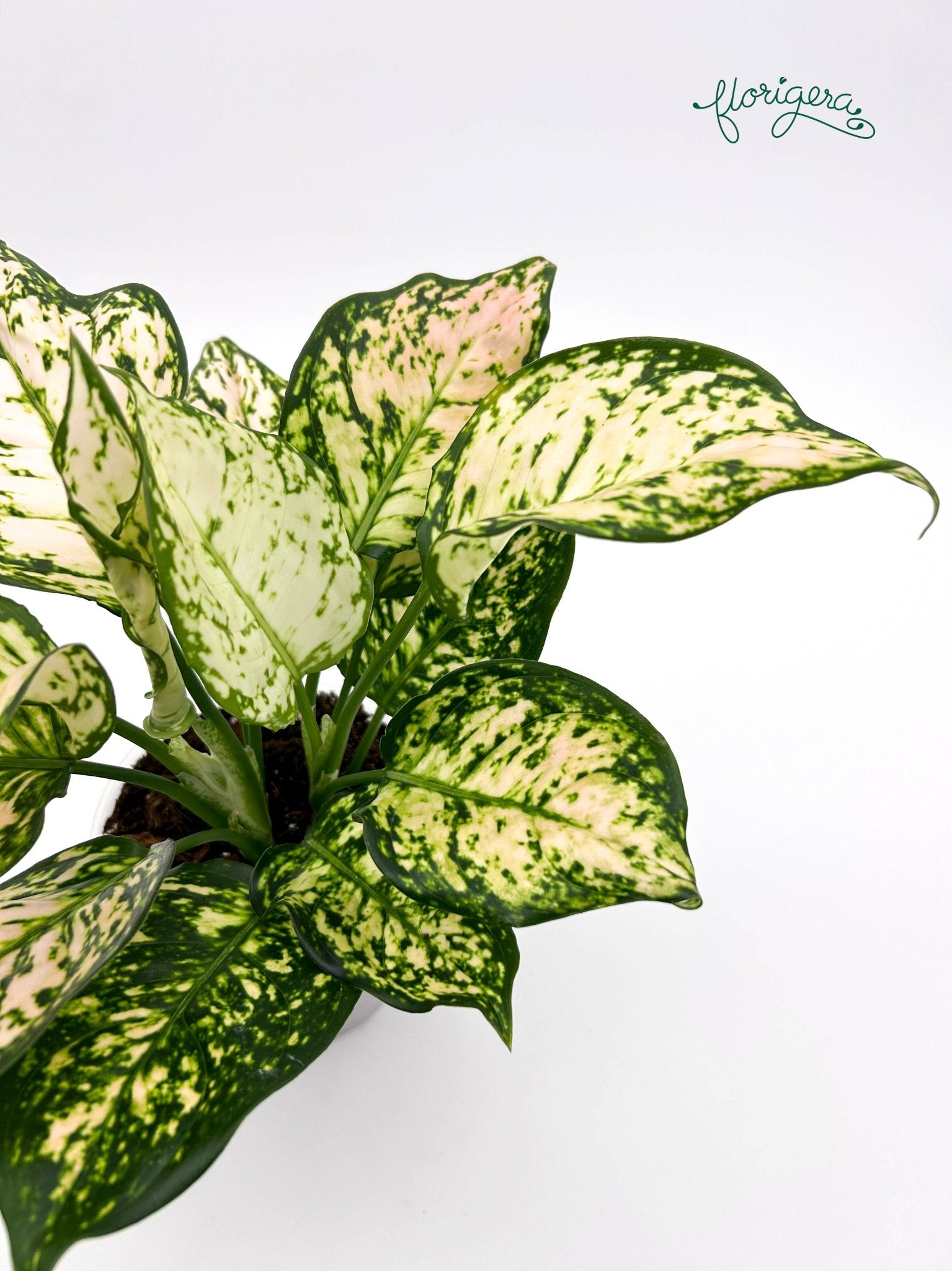 Aglaonema Eileen - Florigera