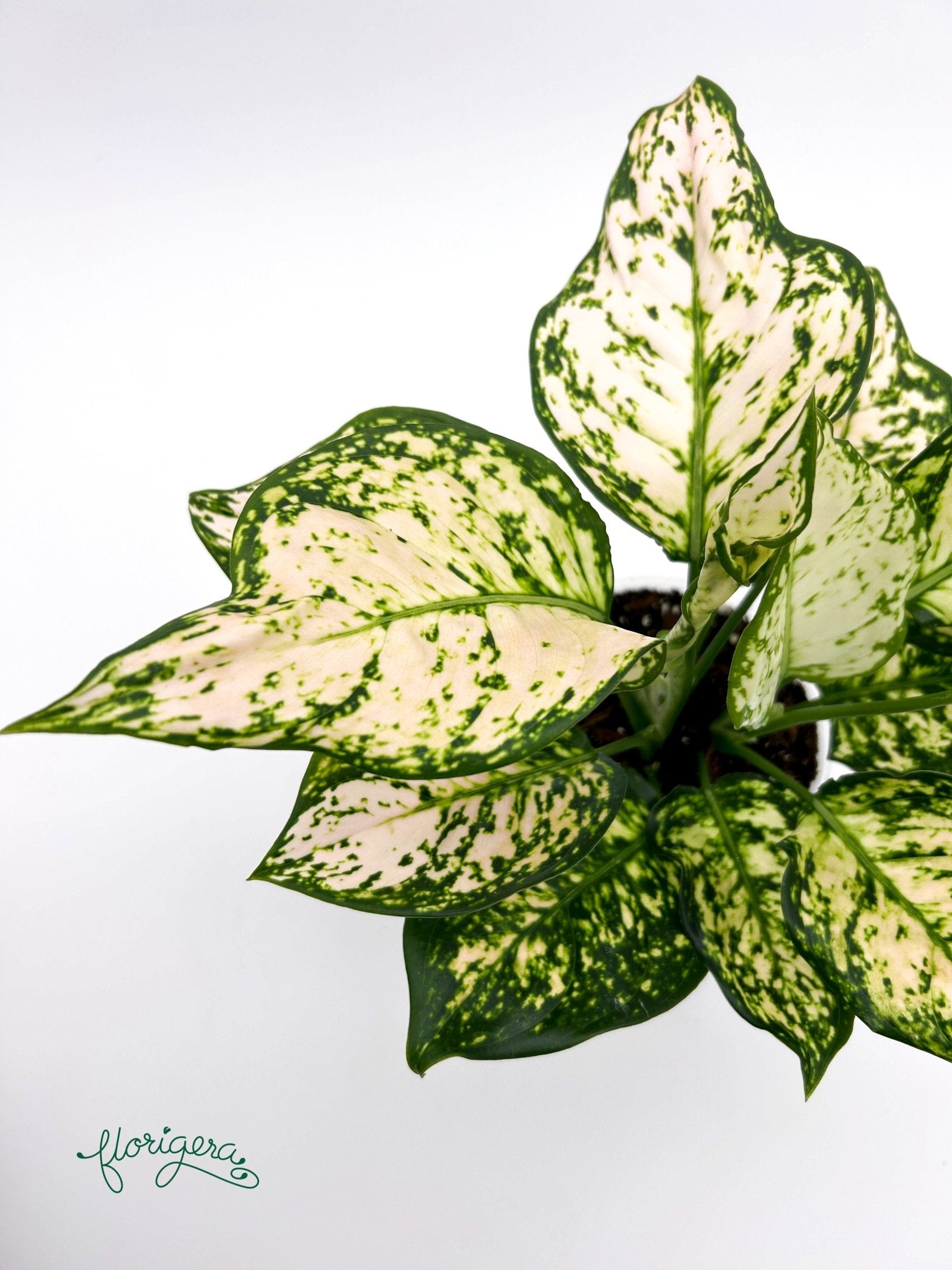 Aglaonema Eileen - Florigera
