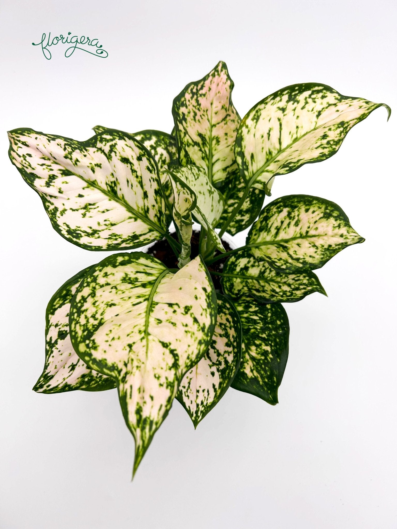 Aglaonema Eileen - Florigera