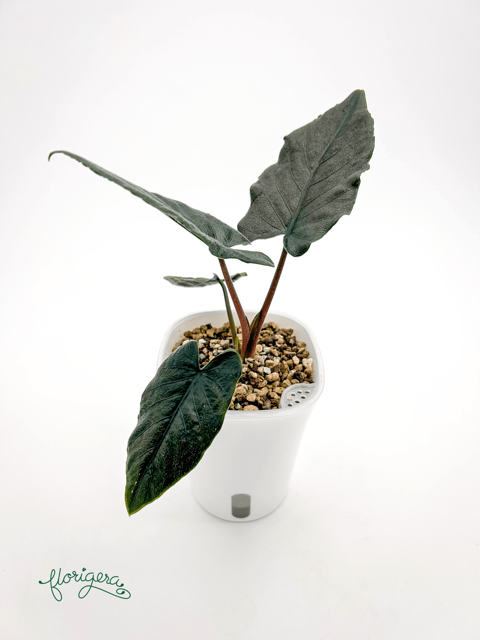 Alocasia &