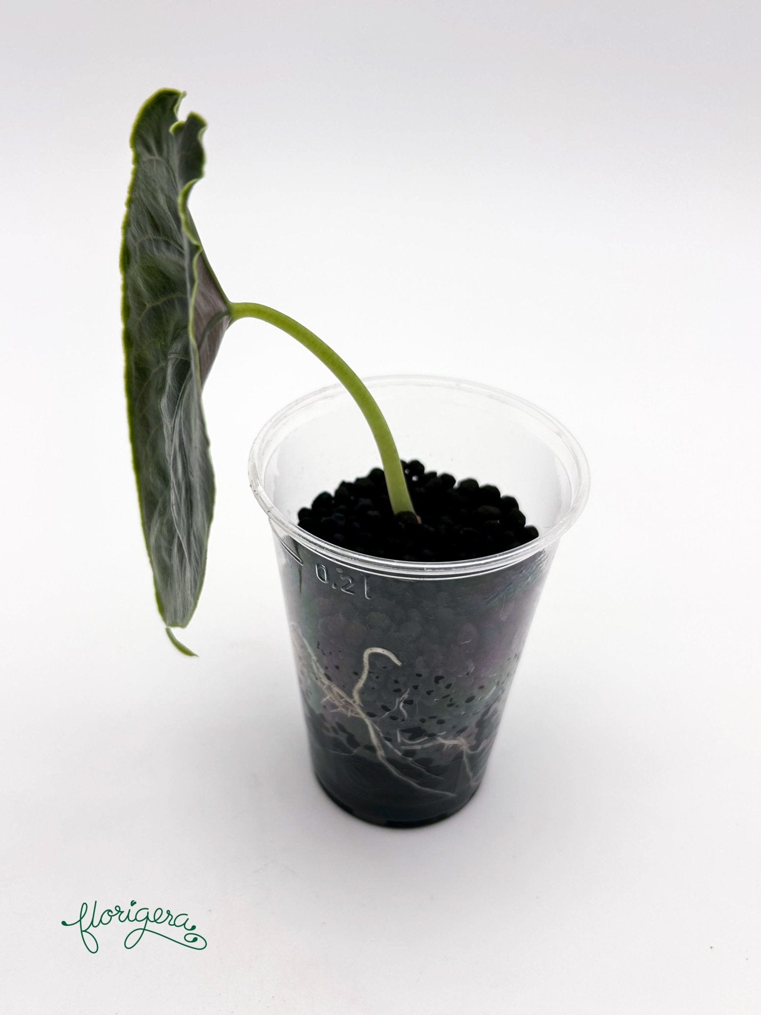 Alocasia azlanii - baby rastlinka - Florigera