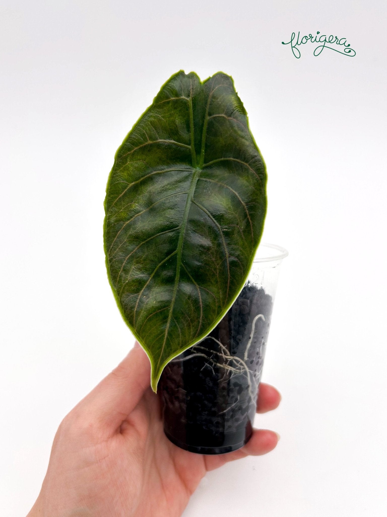Alocasia azlanii - baby rastlinka - Florigera
