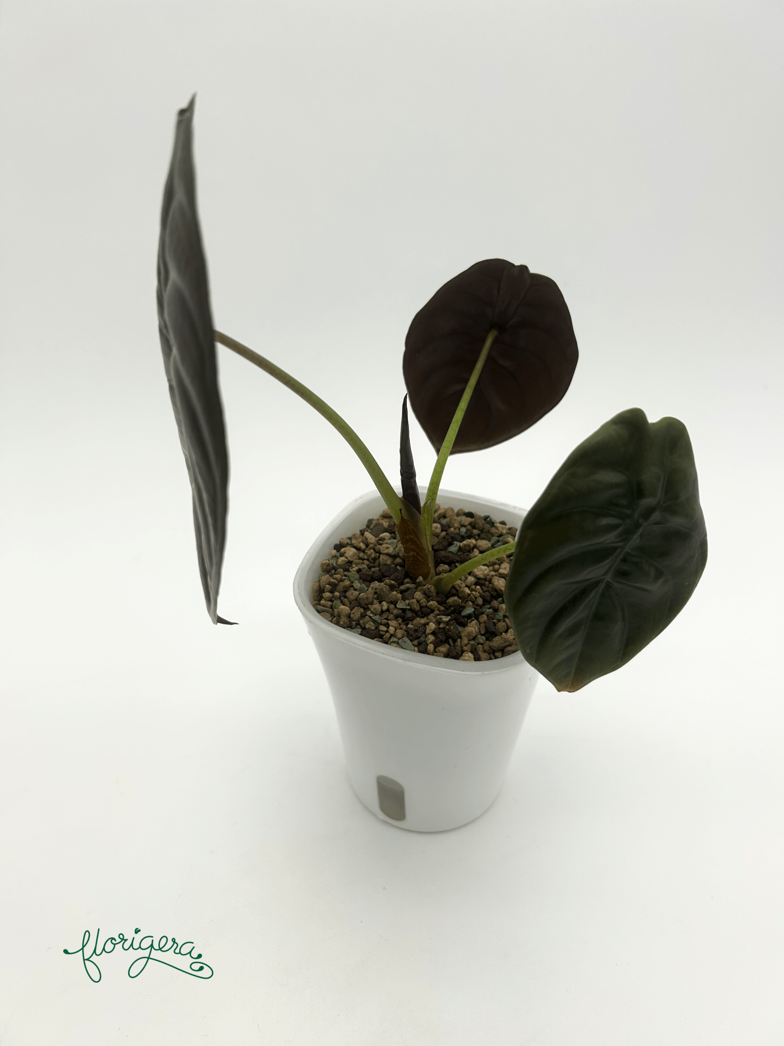 Alocasia Cuprea "Red Secret" – baby rastlinka - Florigera