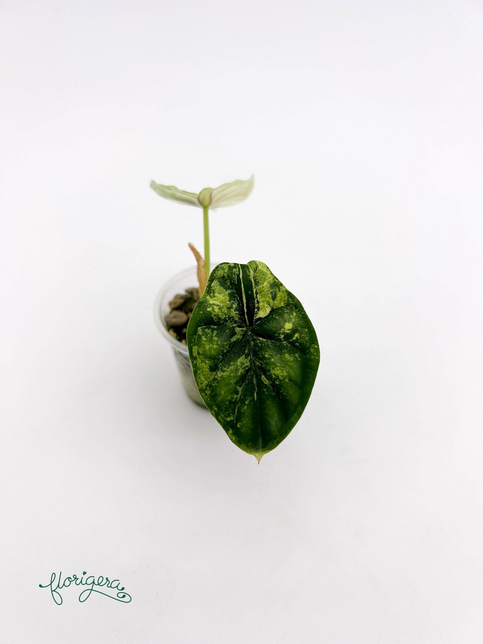 Alocasia Dragon Scale Variegata - baby rastlinka - Florigera