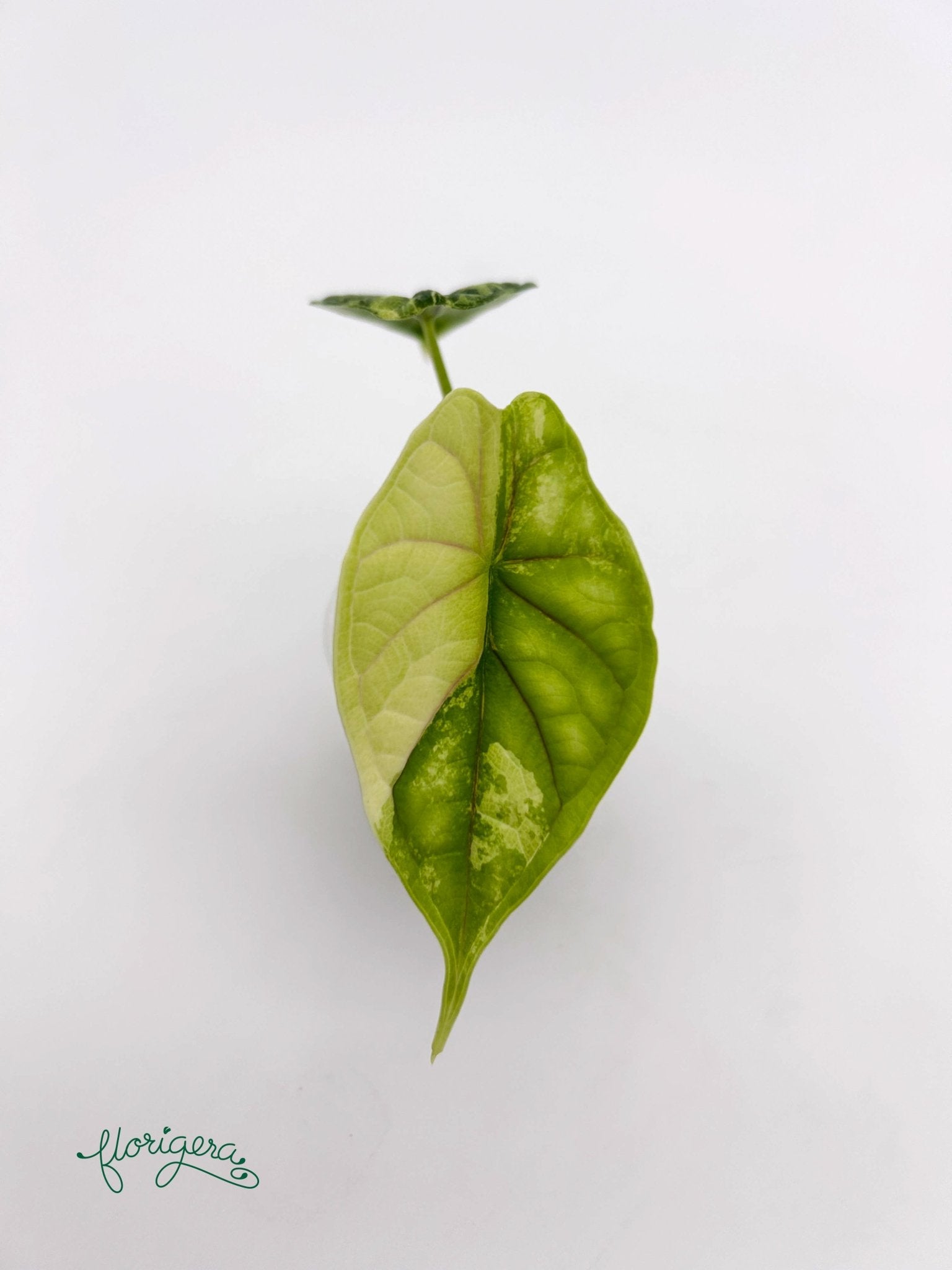 Alocasia Dragon Scale Variegata - baby rastlinka - Florigera