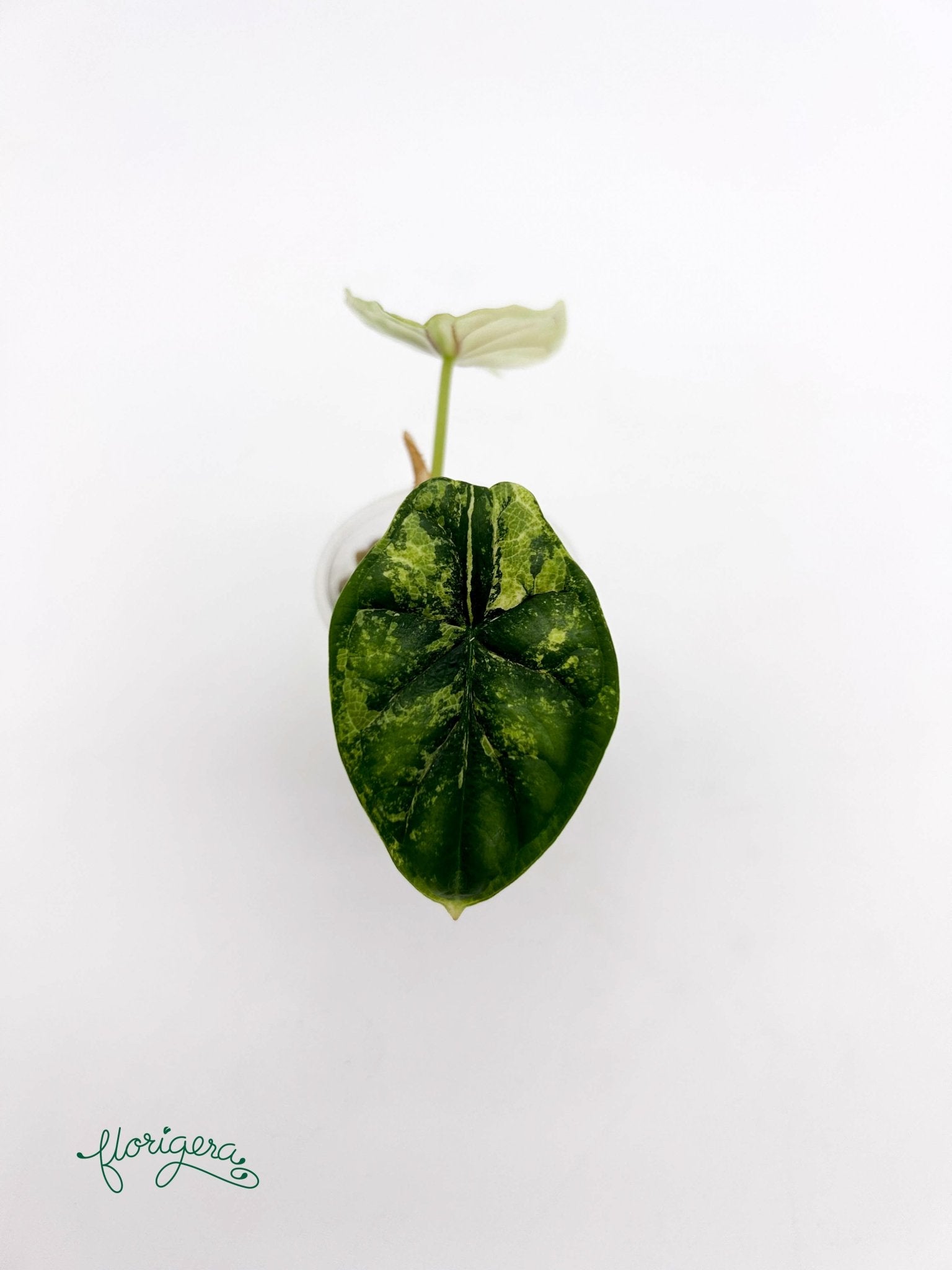 Alocasia Dragon Scale Variegata - baby rastlinka - Florigera