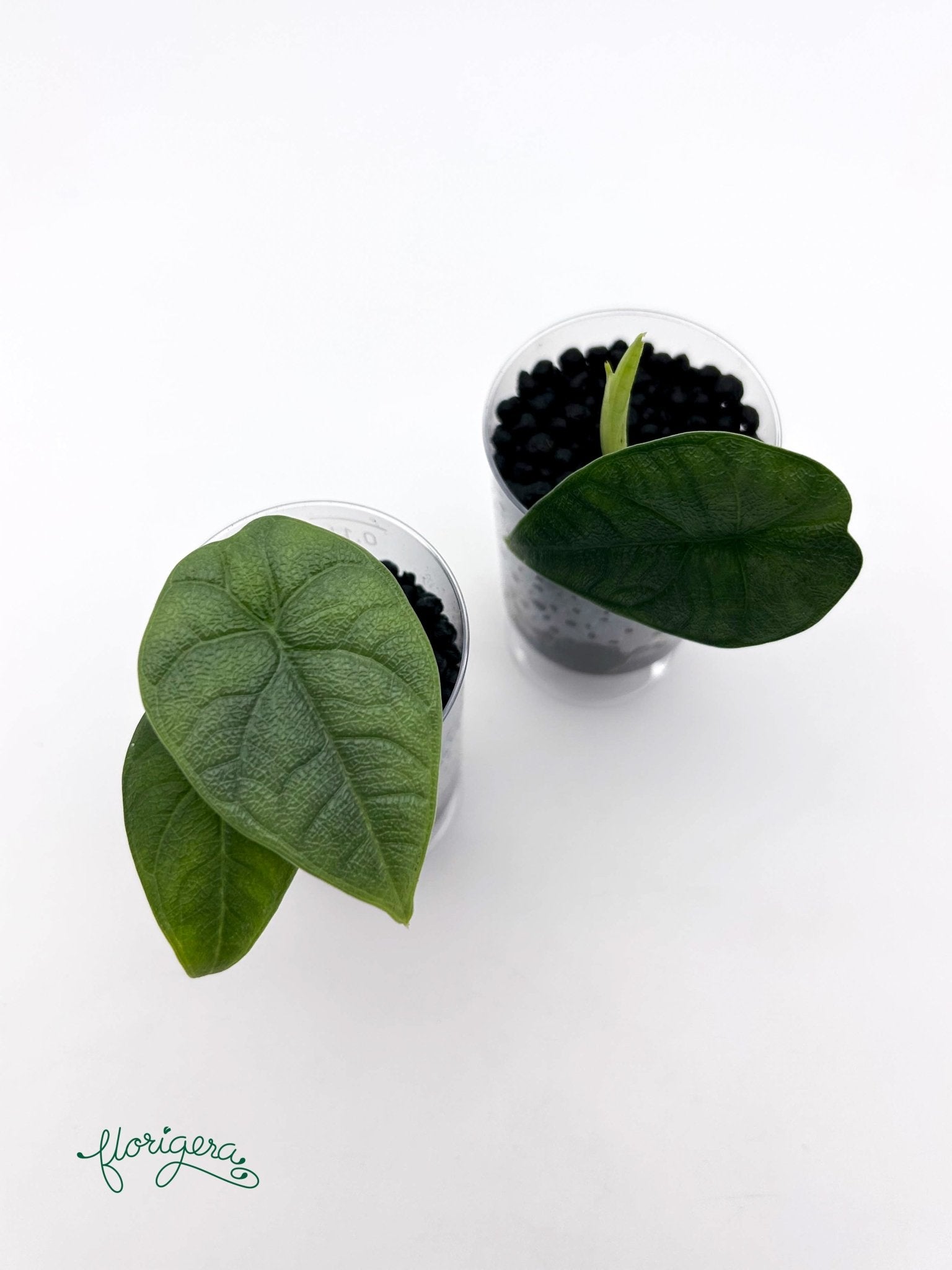 Alocasia melo - baby rastlinka - Florigera