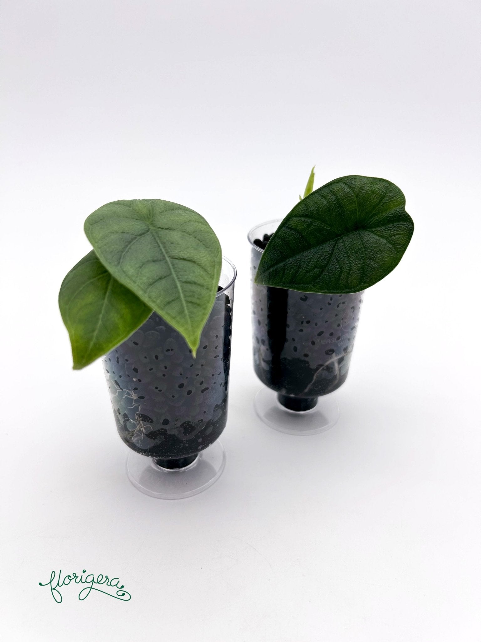 Alocasia melo - baby rastlinka - Florigera