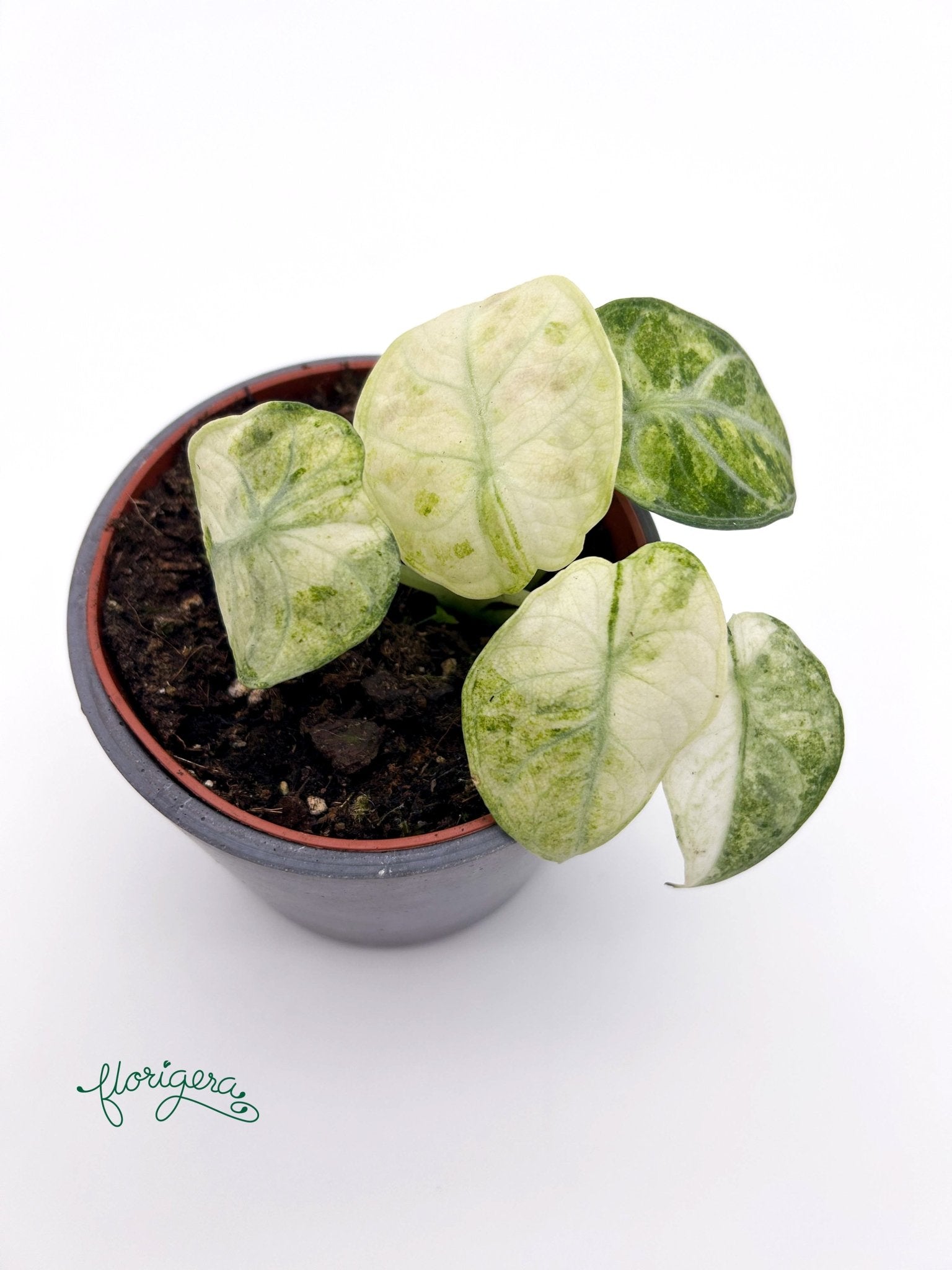 Alocasia Ninja Tricolor - Florigera