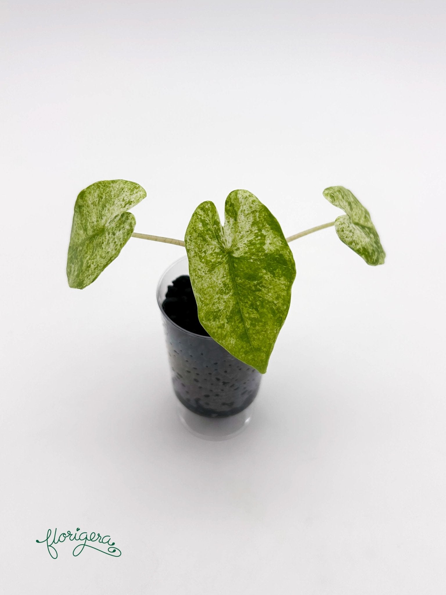 Alocasia odora Batik Variegata - baby rastlinka - Florigera