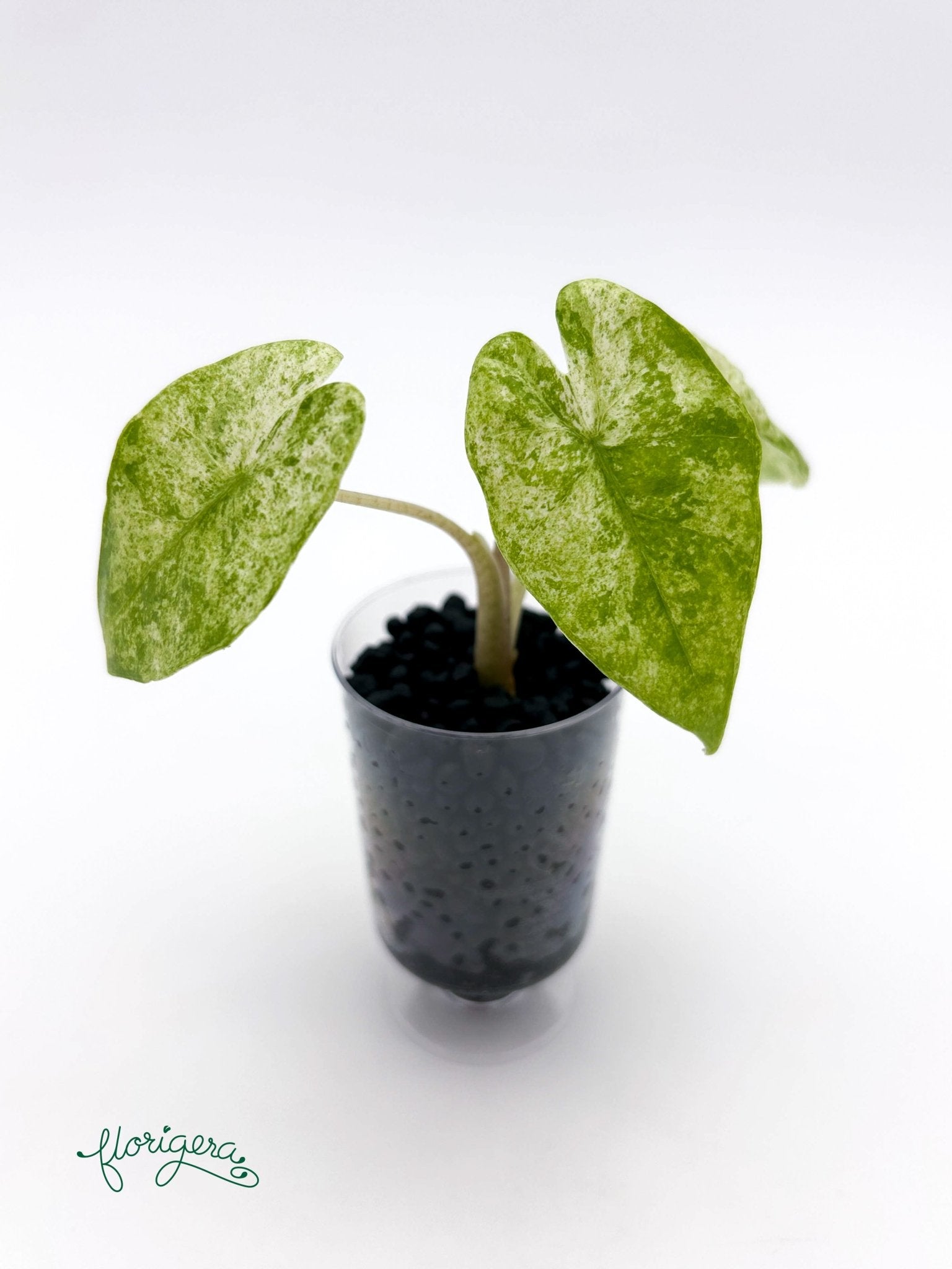 Alocasia odora Batik Variegata - baby rastlinka - Florigera