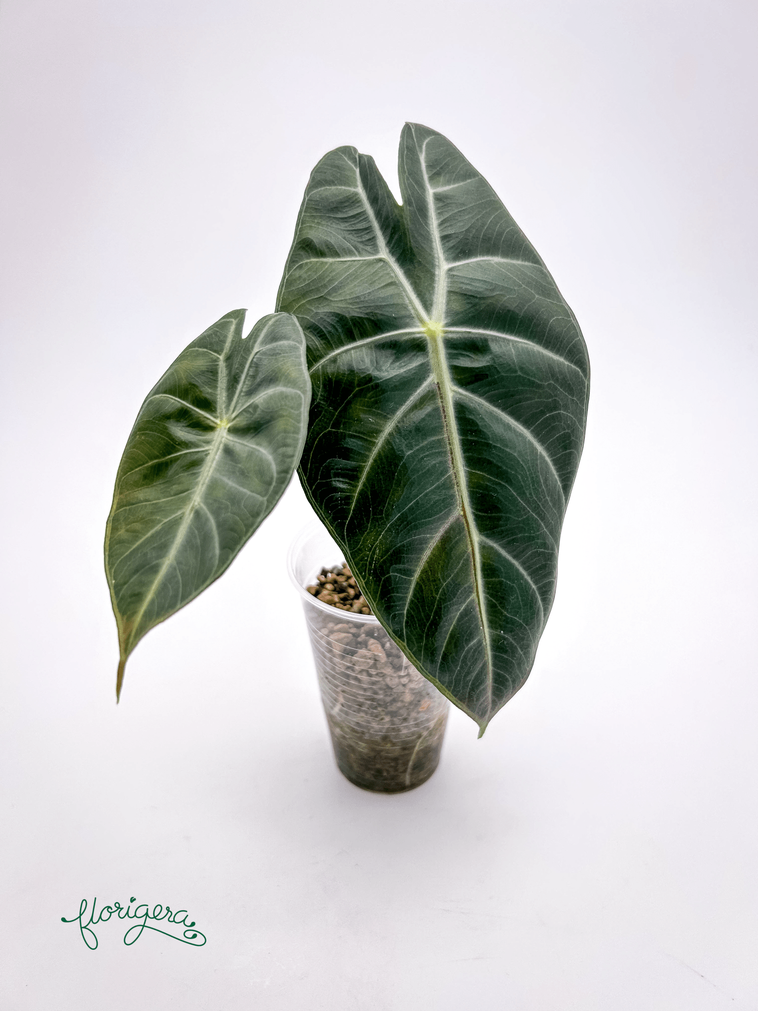 Alocasia &