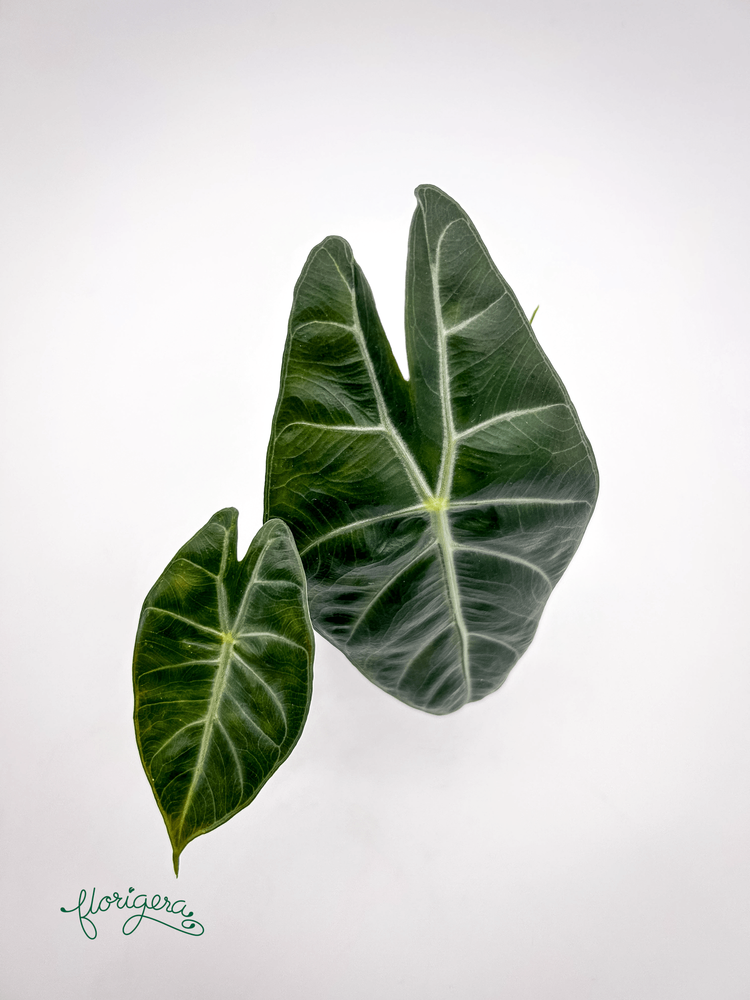 Alocasia &