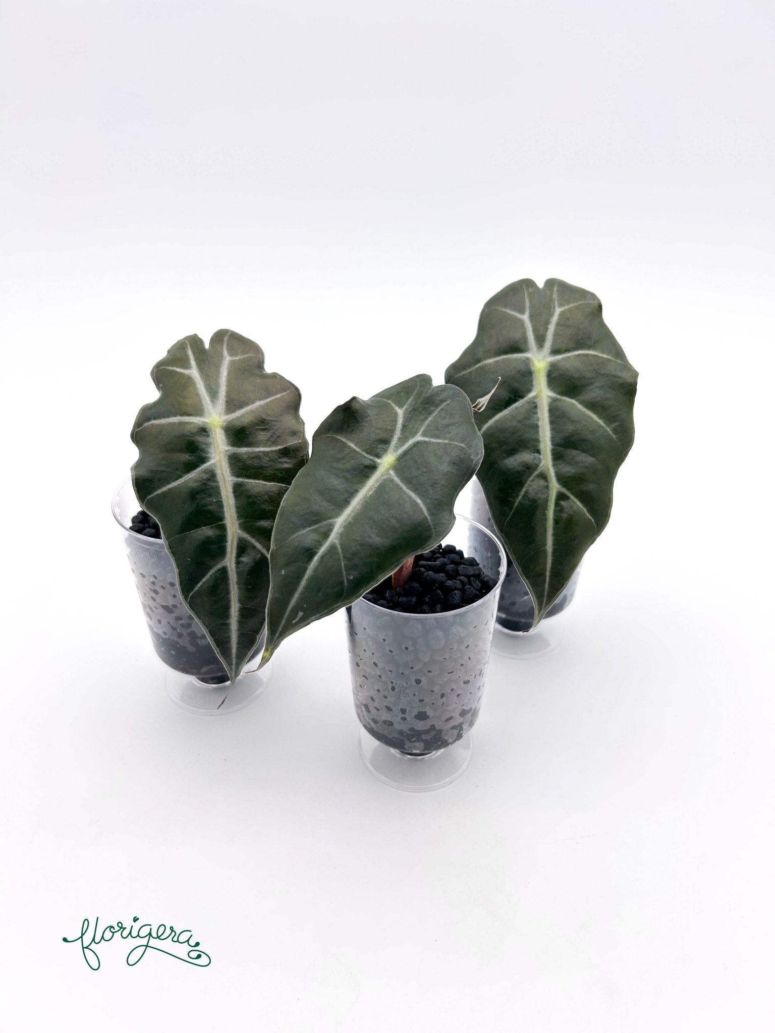 Alocasia &