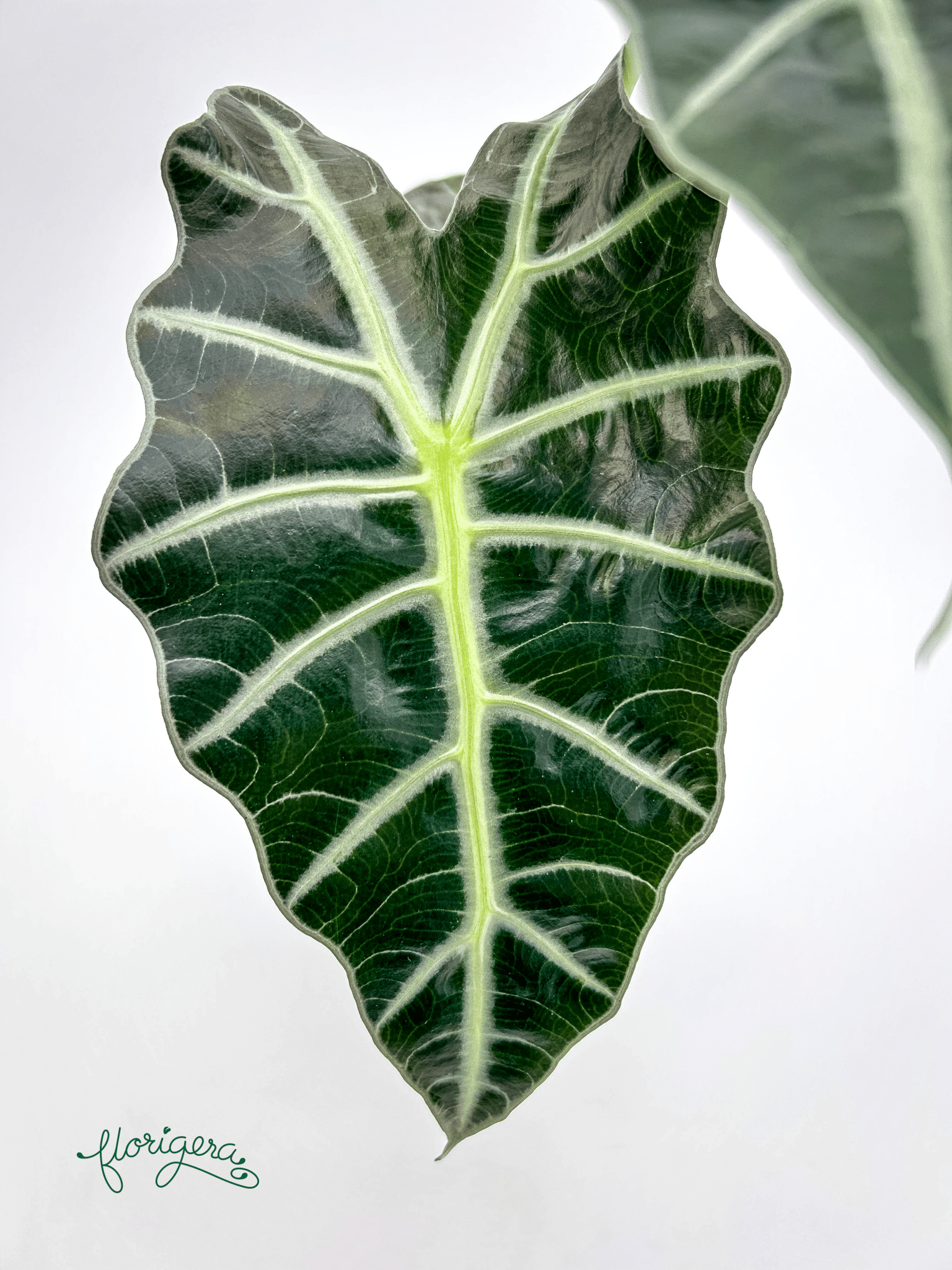 Alocasia &