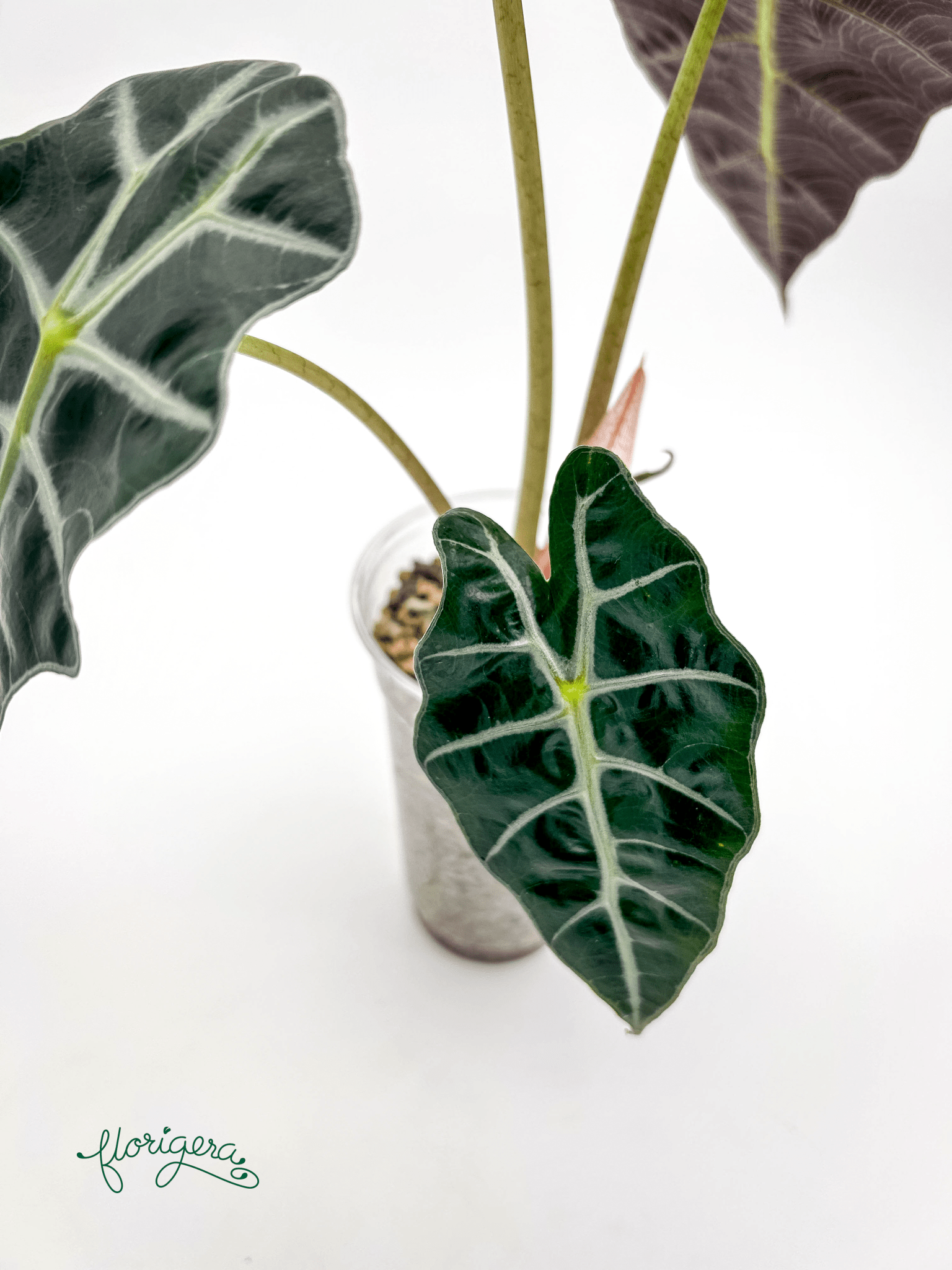 Alocasia &