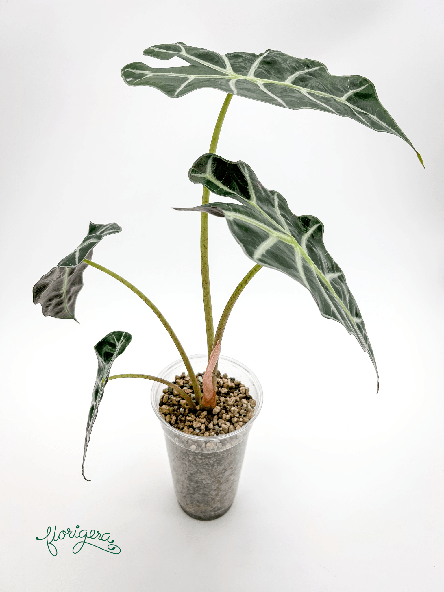Alocasia &