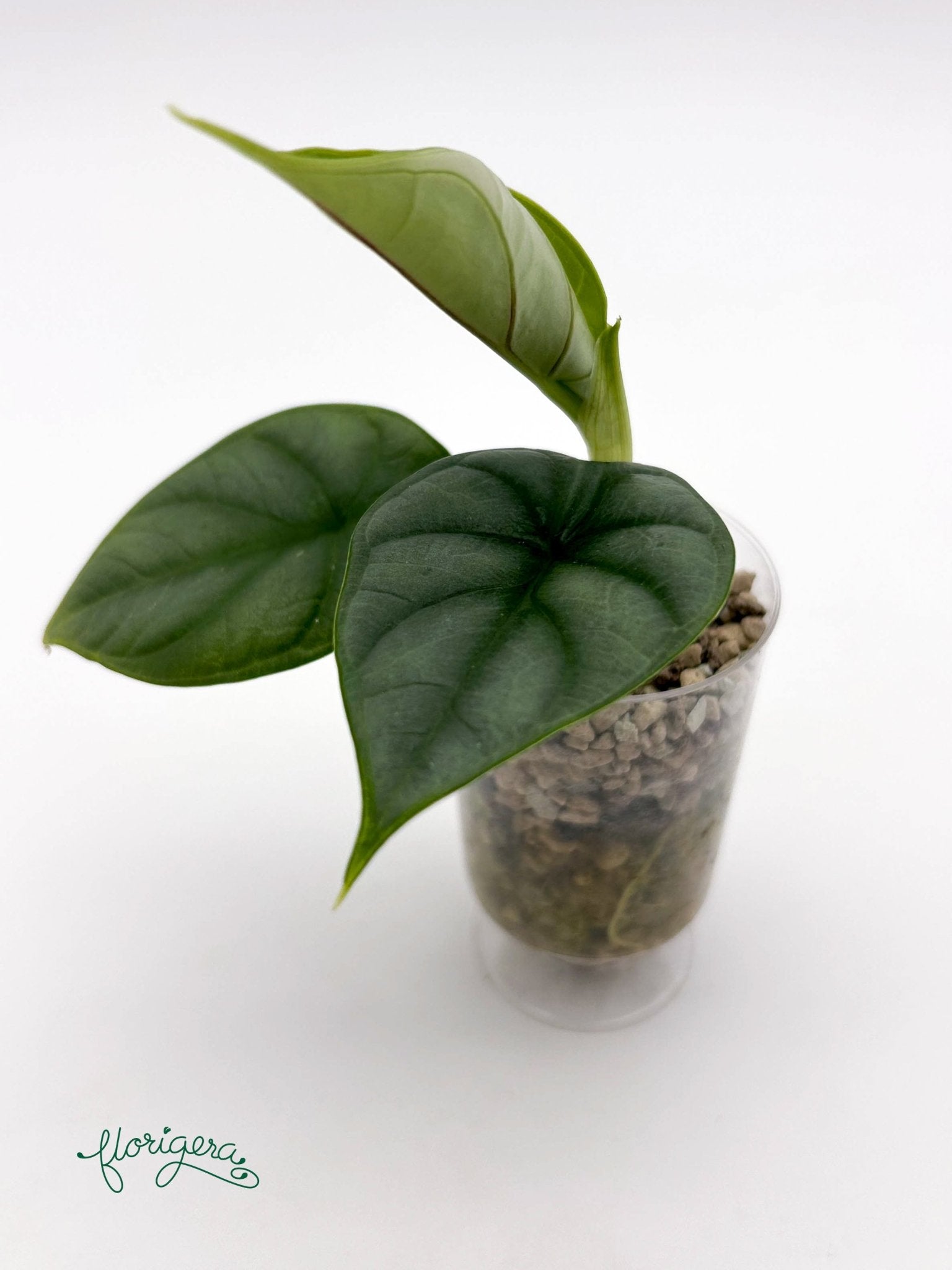 Alocasia Silver Dragon 2 - baby rastlinka - Florigera