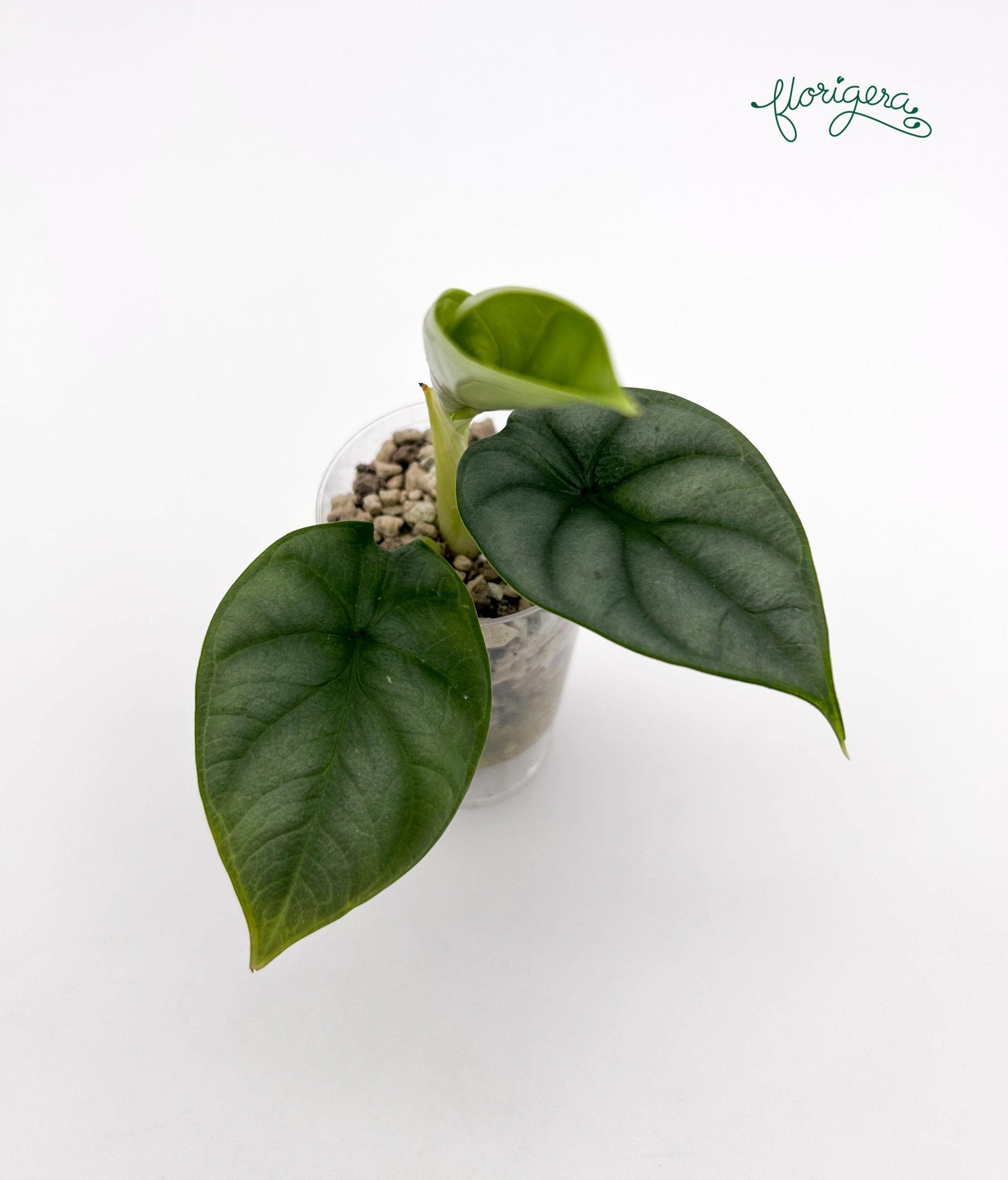 Alocasia Silver Dragon 2 - baby rastlinka - Florigera