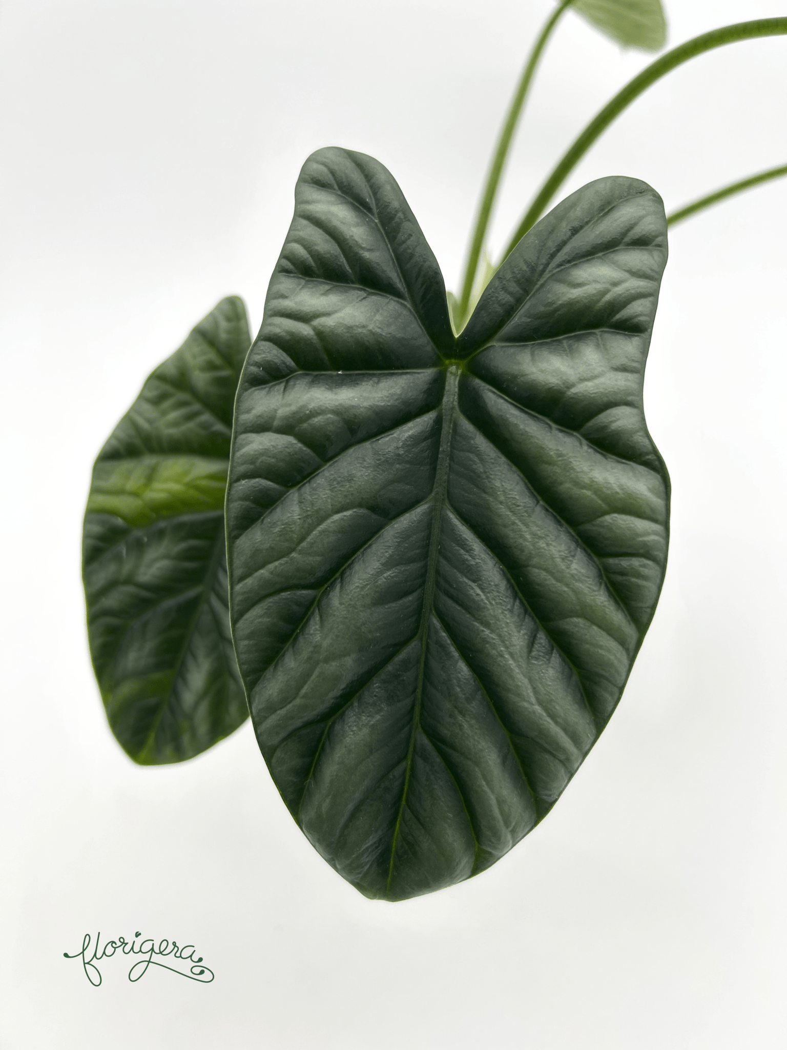 Alocasia Sinuata &