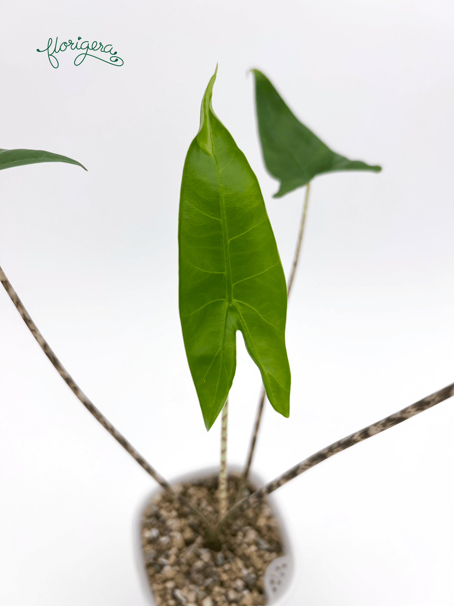 Alocasia zebrina - Florigera