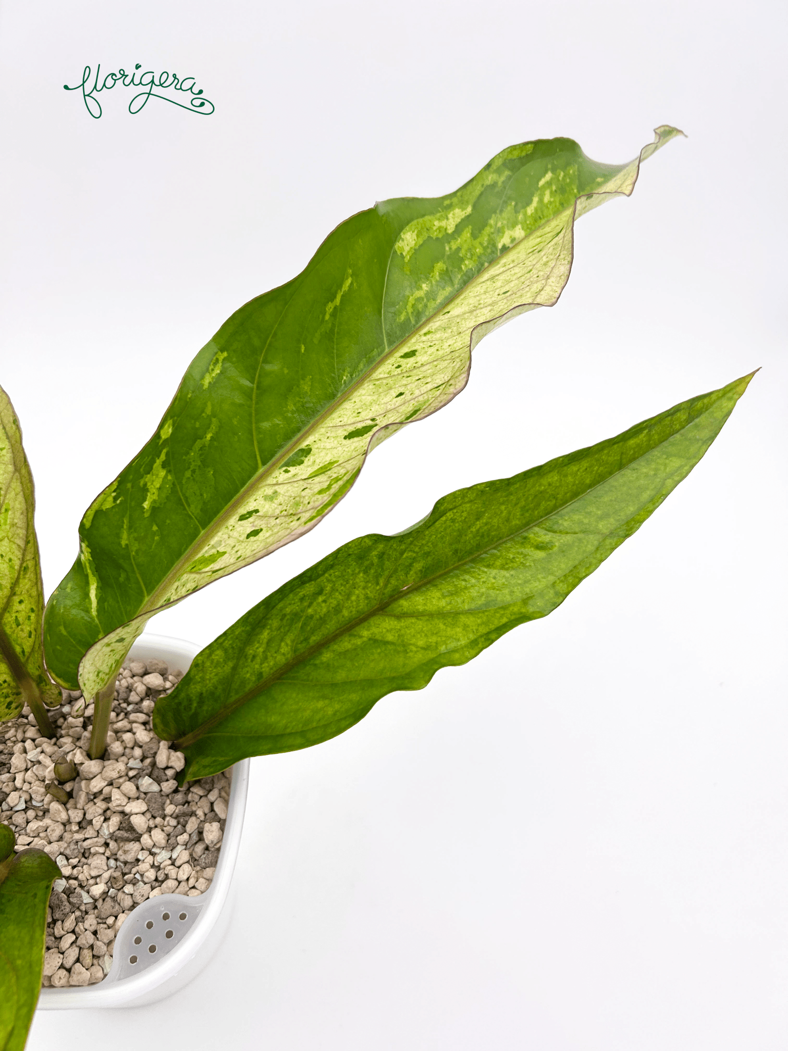 Anthurium ‘Renaissance Variegata’ - Florigera