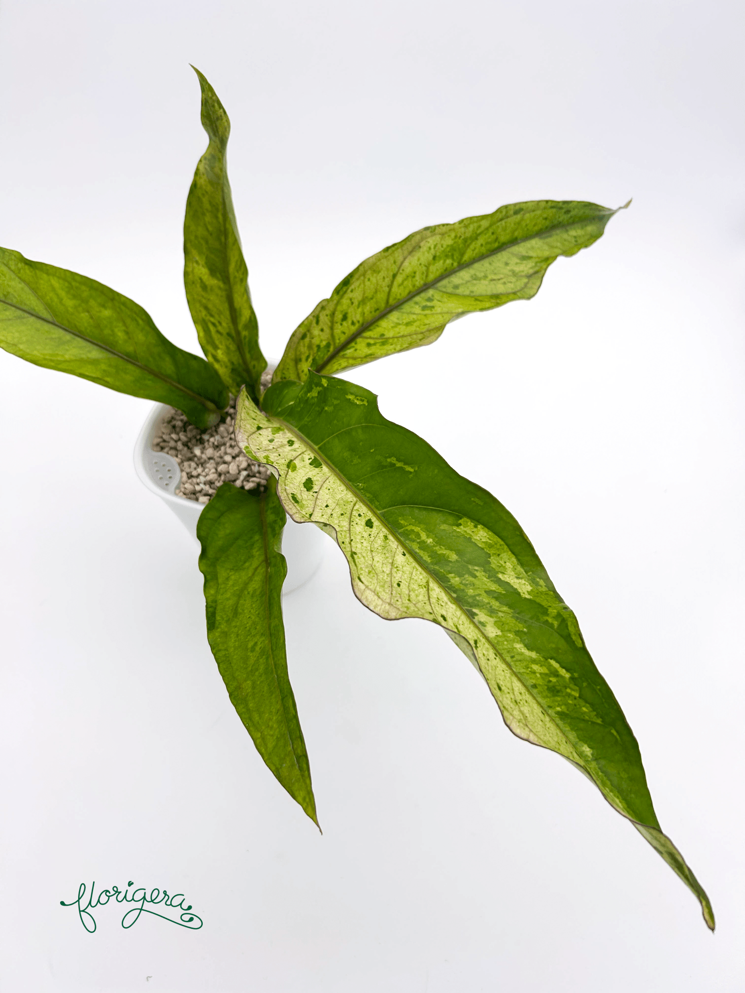 Anthurium ‘Renaissance Variegata’ - Florigera