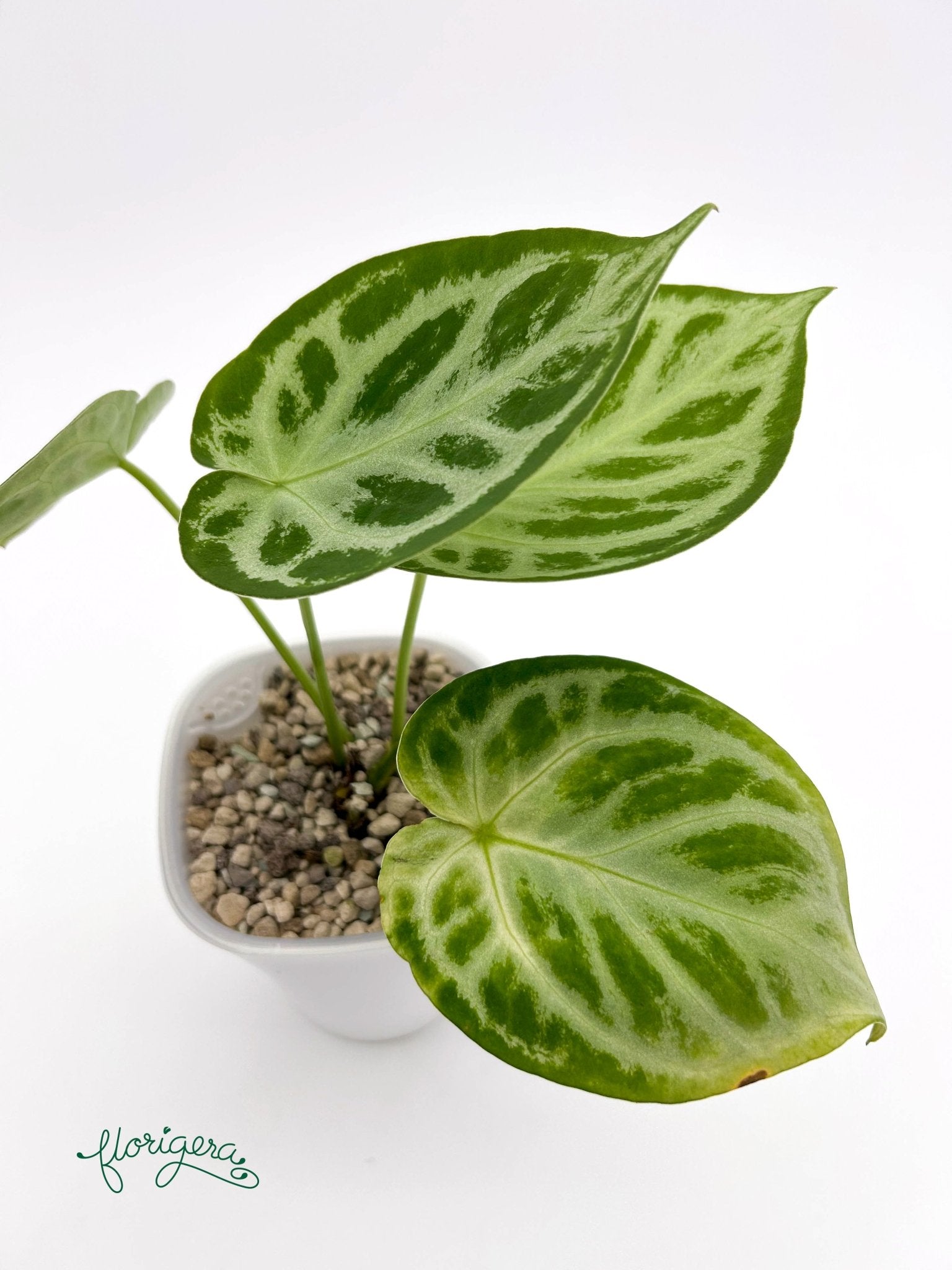 Anthurium Silver Hope 2 - Florigera