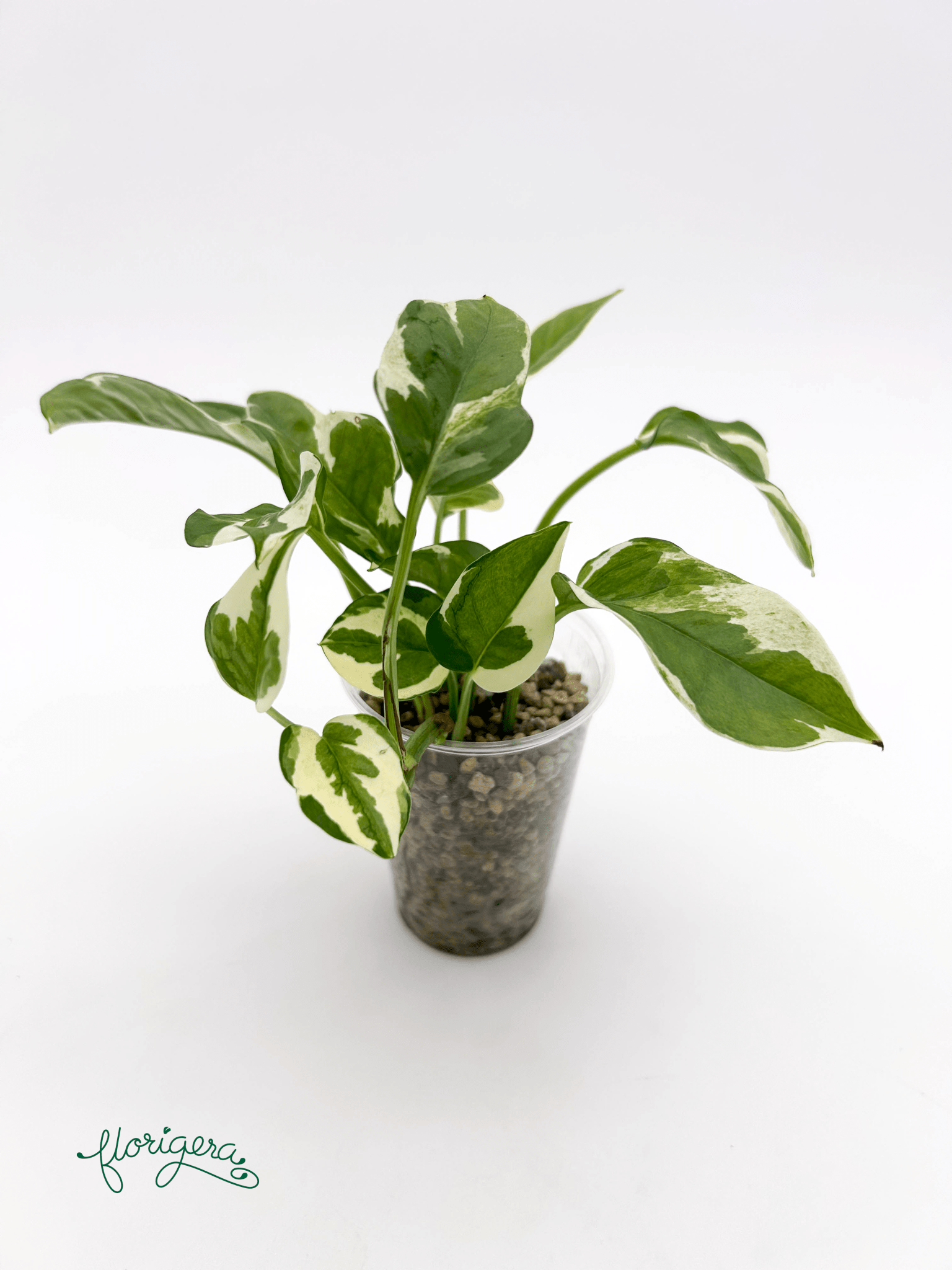 Epipremnum aureum ‘N’Joy’ - Florigera