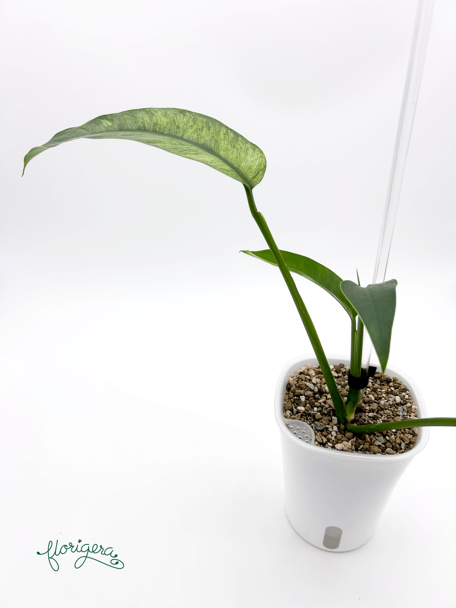 Epipremnum giganteum Mint - Florigera