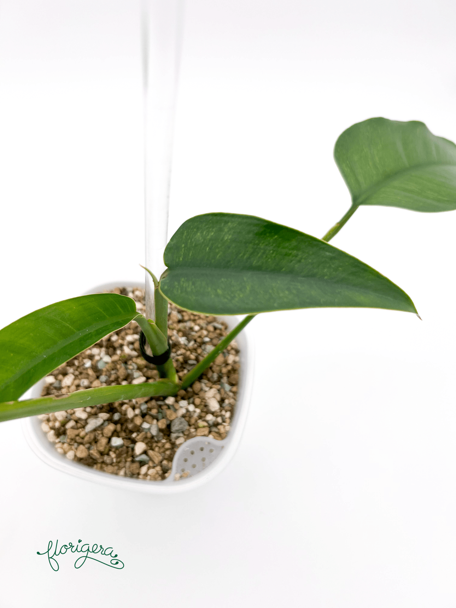 Epipremnum giganteum Mint - Florigera