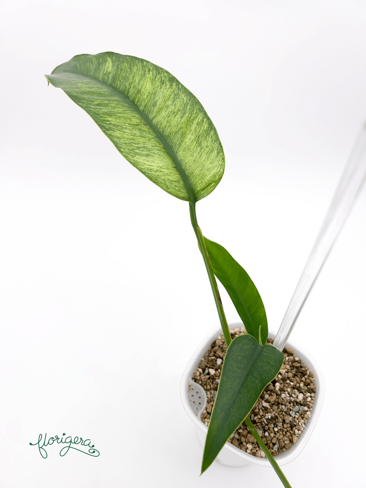 Epipremnum giganteum Mint - Florigera