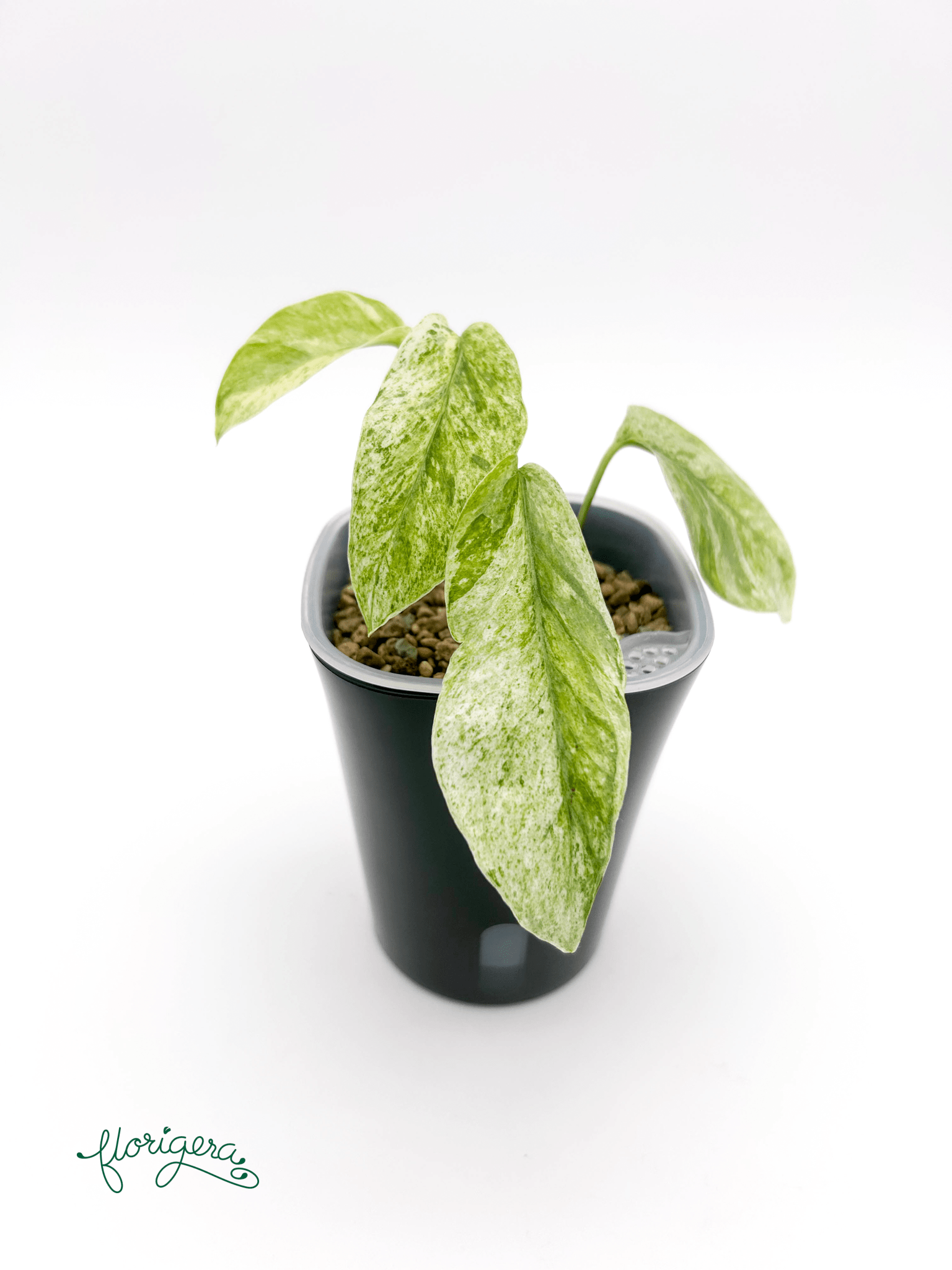 Epipremnum Hanoman sp. Bali - Florigera