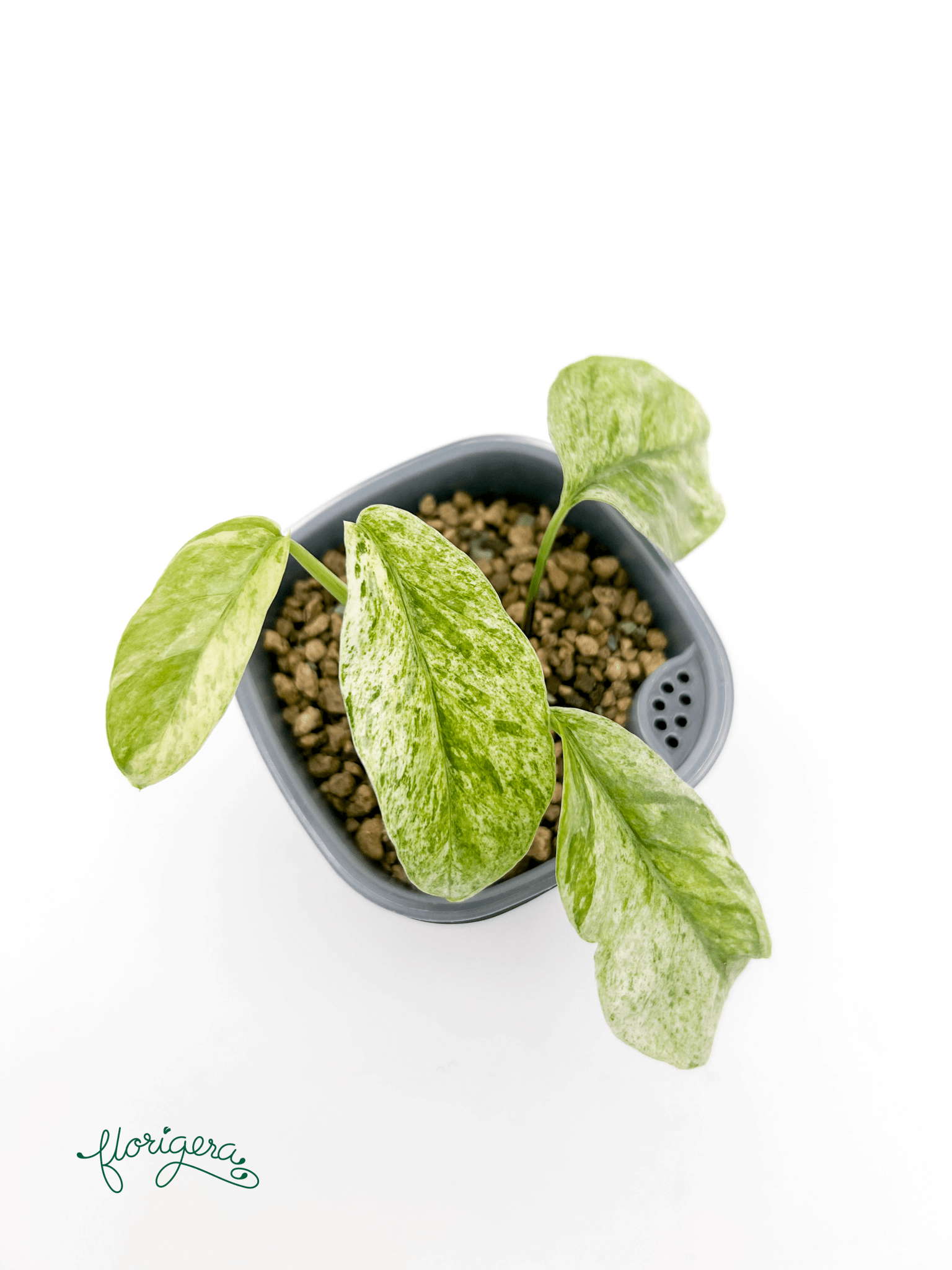 Epipremnum Hanoman sp. Bali - Florigera