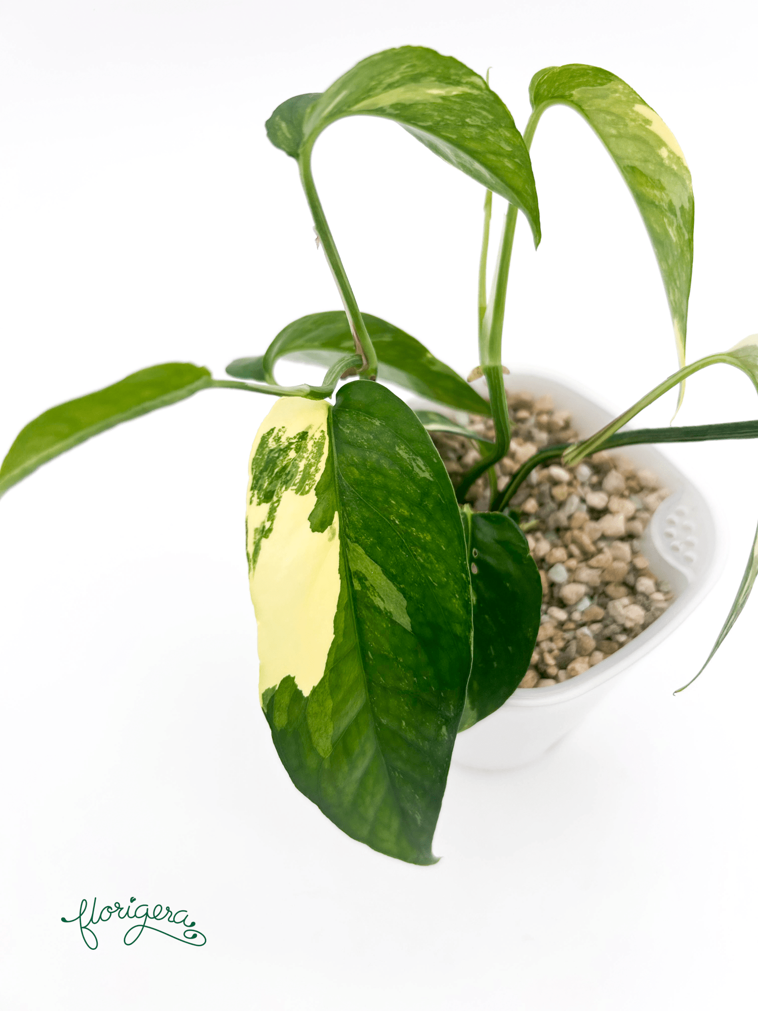 Epipremnum pinnatum ‘Albo - Variegata’ 2 - Florigera