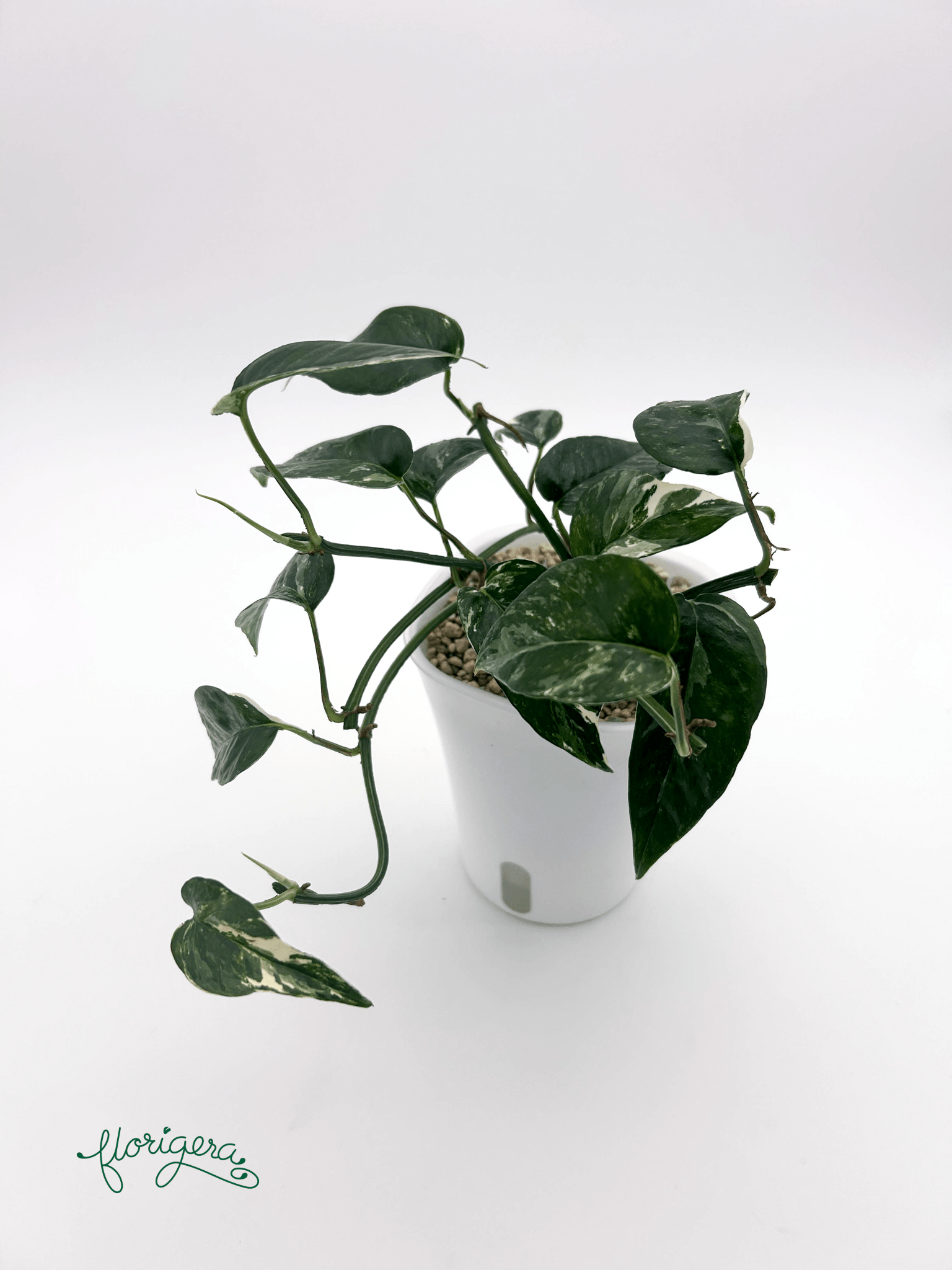 Epipremnum pinnatum ‘Albo - Variegata’ 3 - Florigera