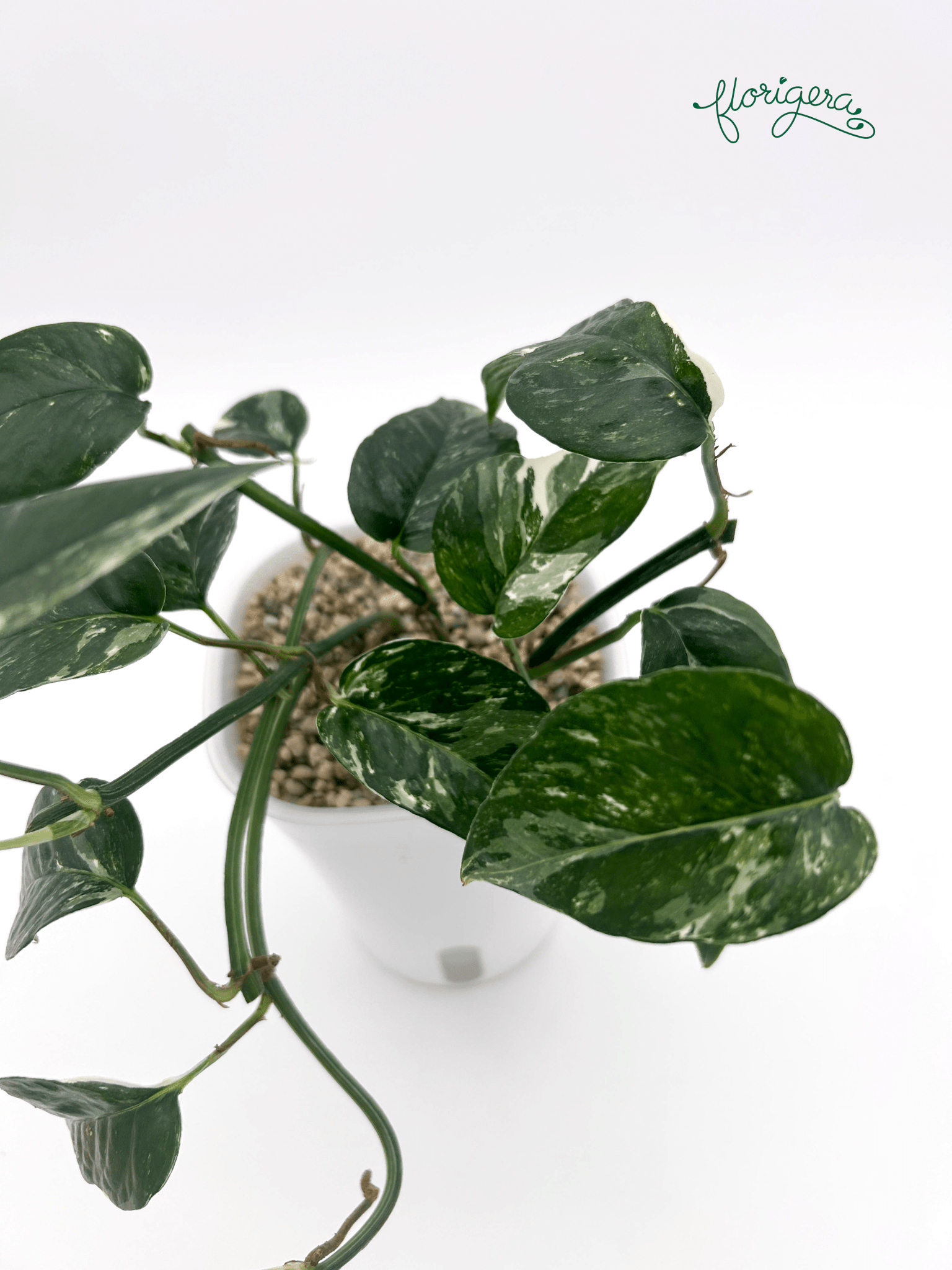 Epipremnum pinnatum ‘Albo - Variegata’ 3 - Florigera