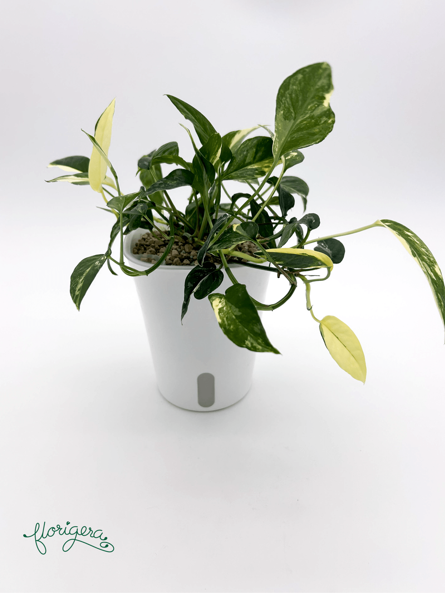 Epipremnum pinnatum ‘Albo - Variegata’ 4 - Florigera