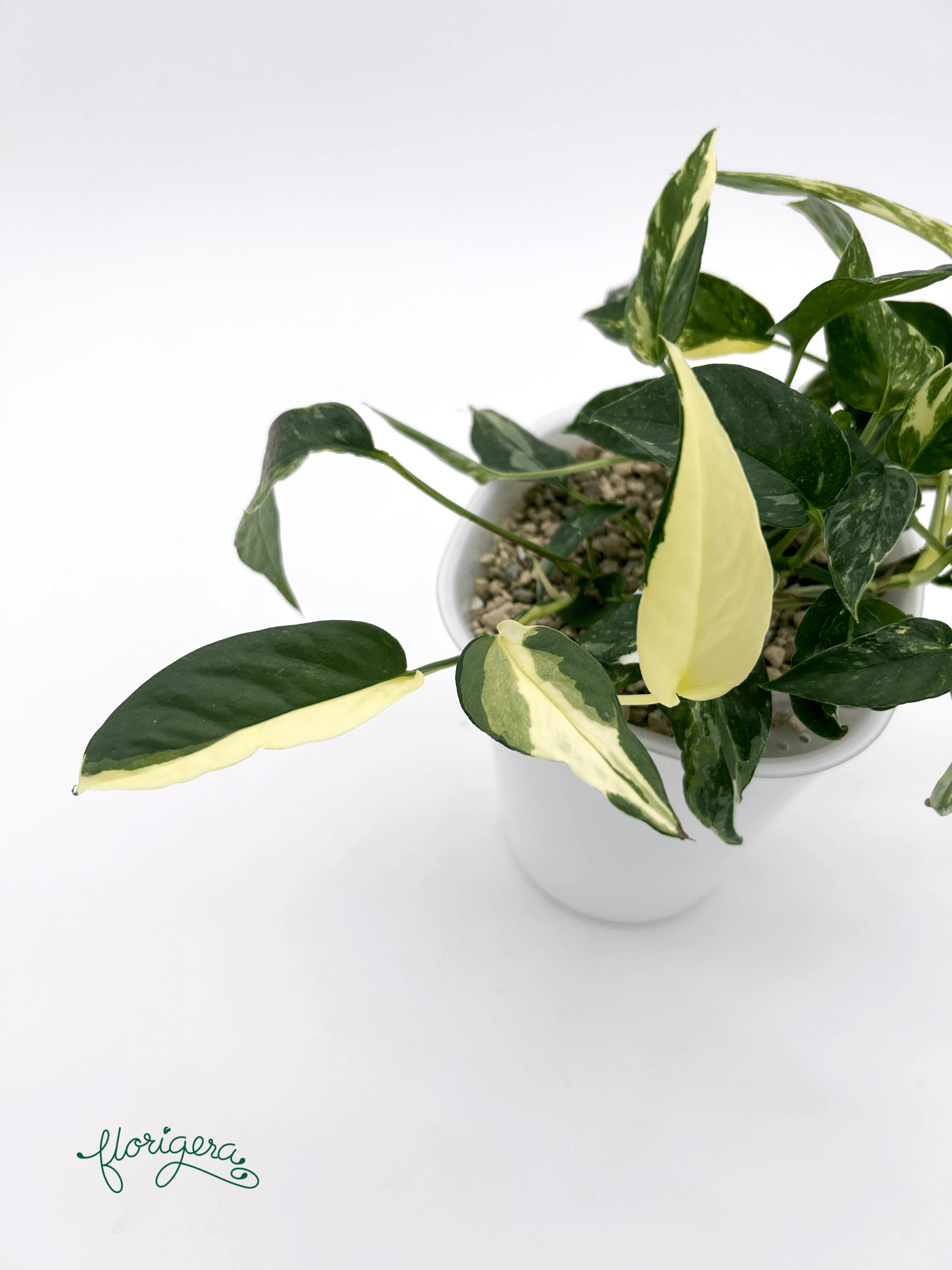 Epipremnum pinnatum ‘Albo - Variegata’ 4 - Florigera