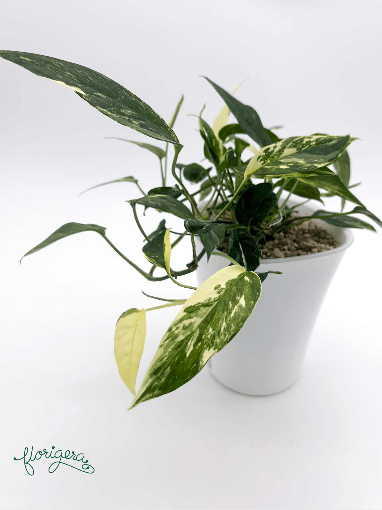 Epipremnum pinnatum ‘Albo - Variegata’ 4 - Florigera