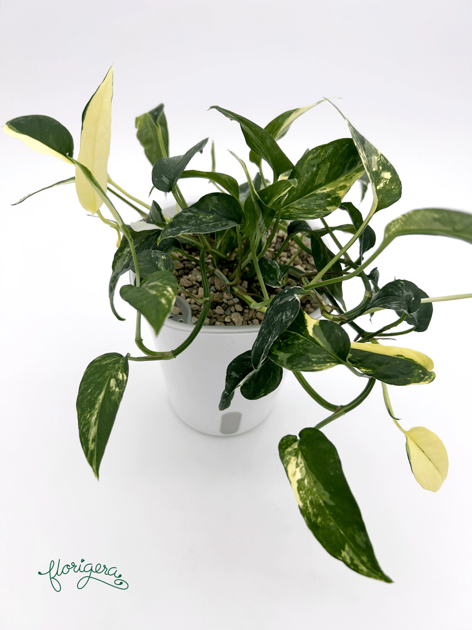 Epipremnum pinnatum ‘Albo - Variegata’ 4 - Florigera