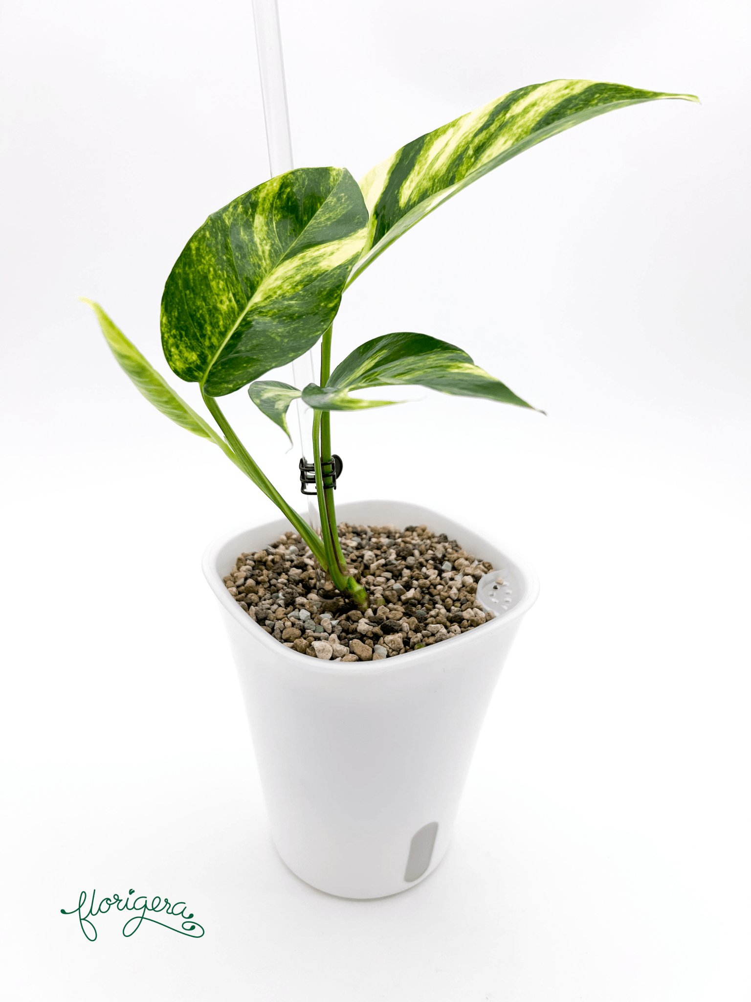 Epipremnum pinnatum &