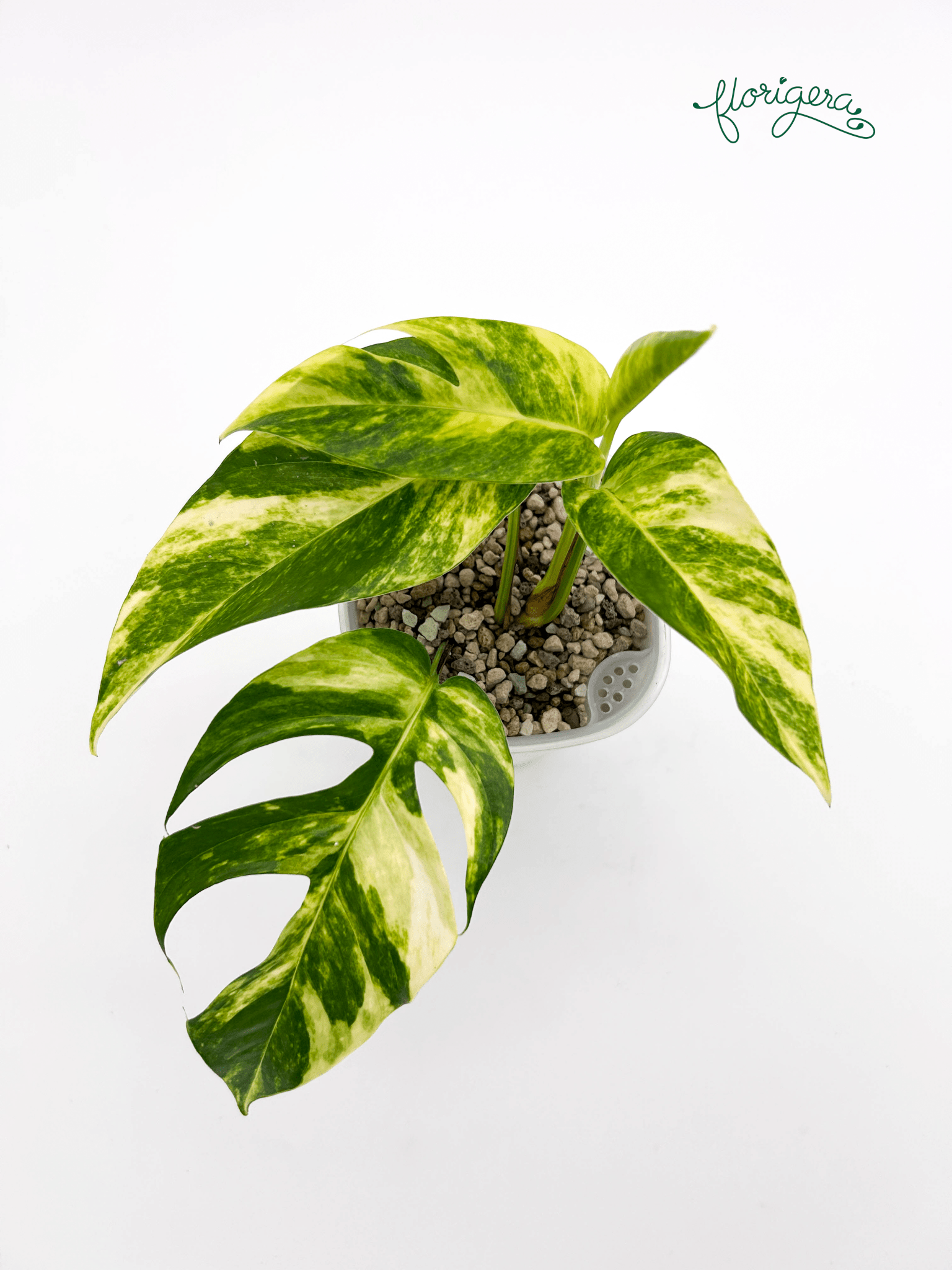 Epipremnum pinnatum &