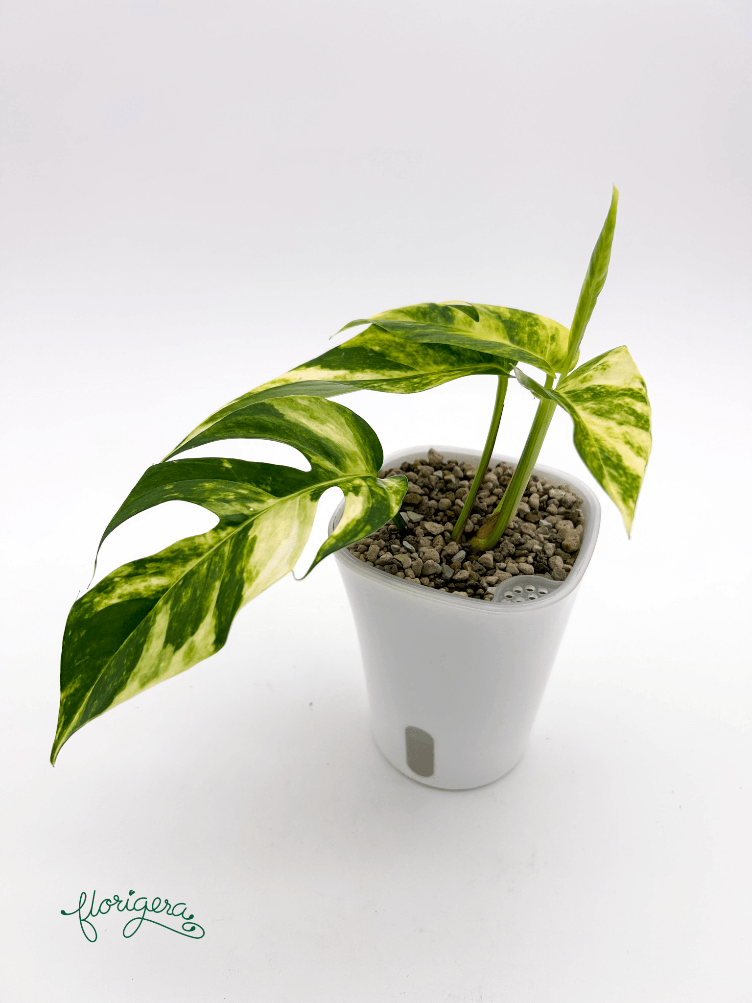 Epipremnum pinnatum &