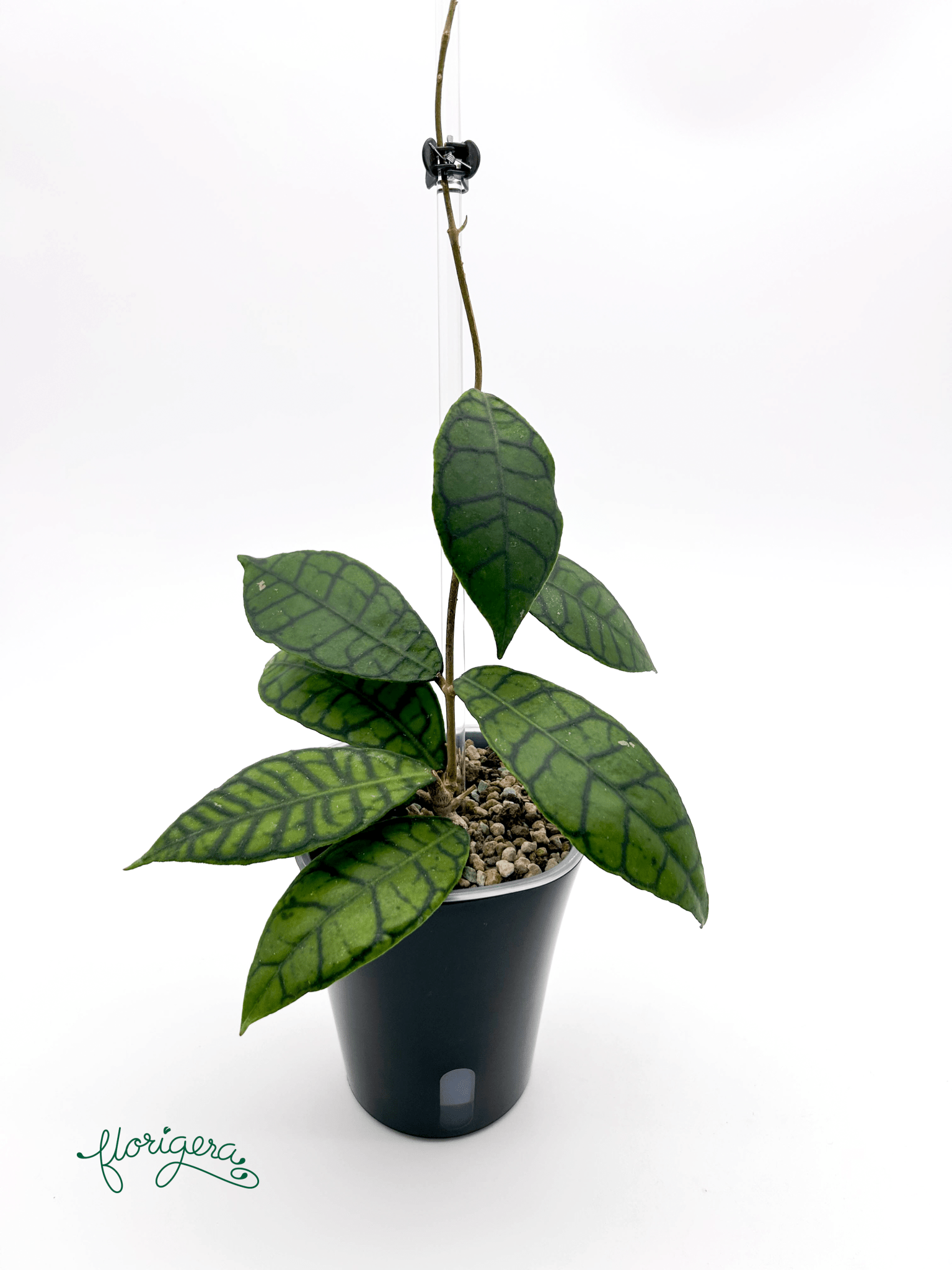 Hoya callistophylla 2 - Florigera