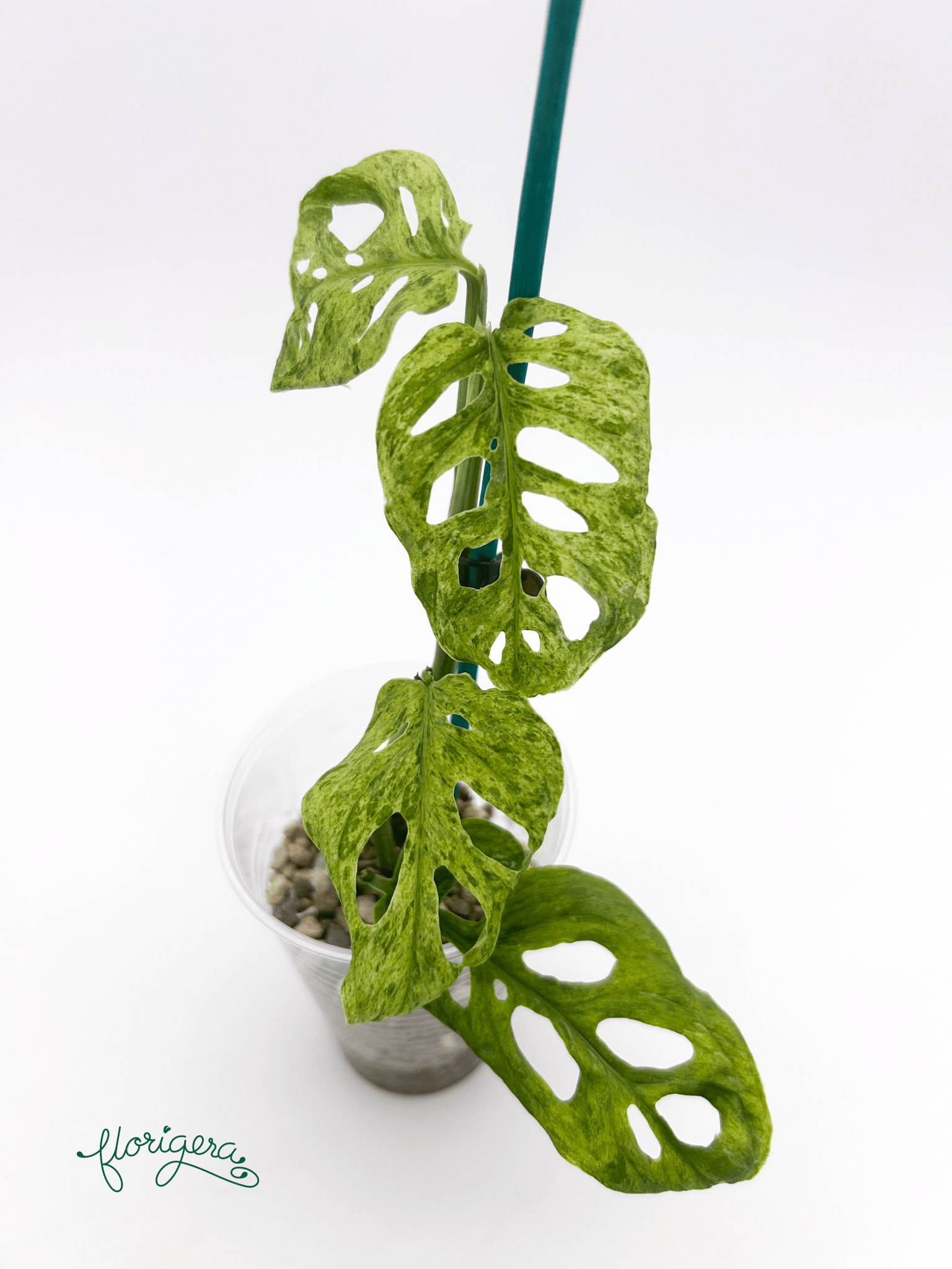 Monstera adansonii ‘Frozen Freckles’ 2 - Florigera