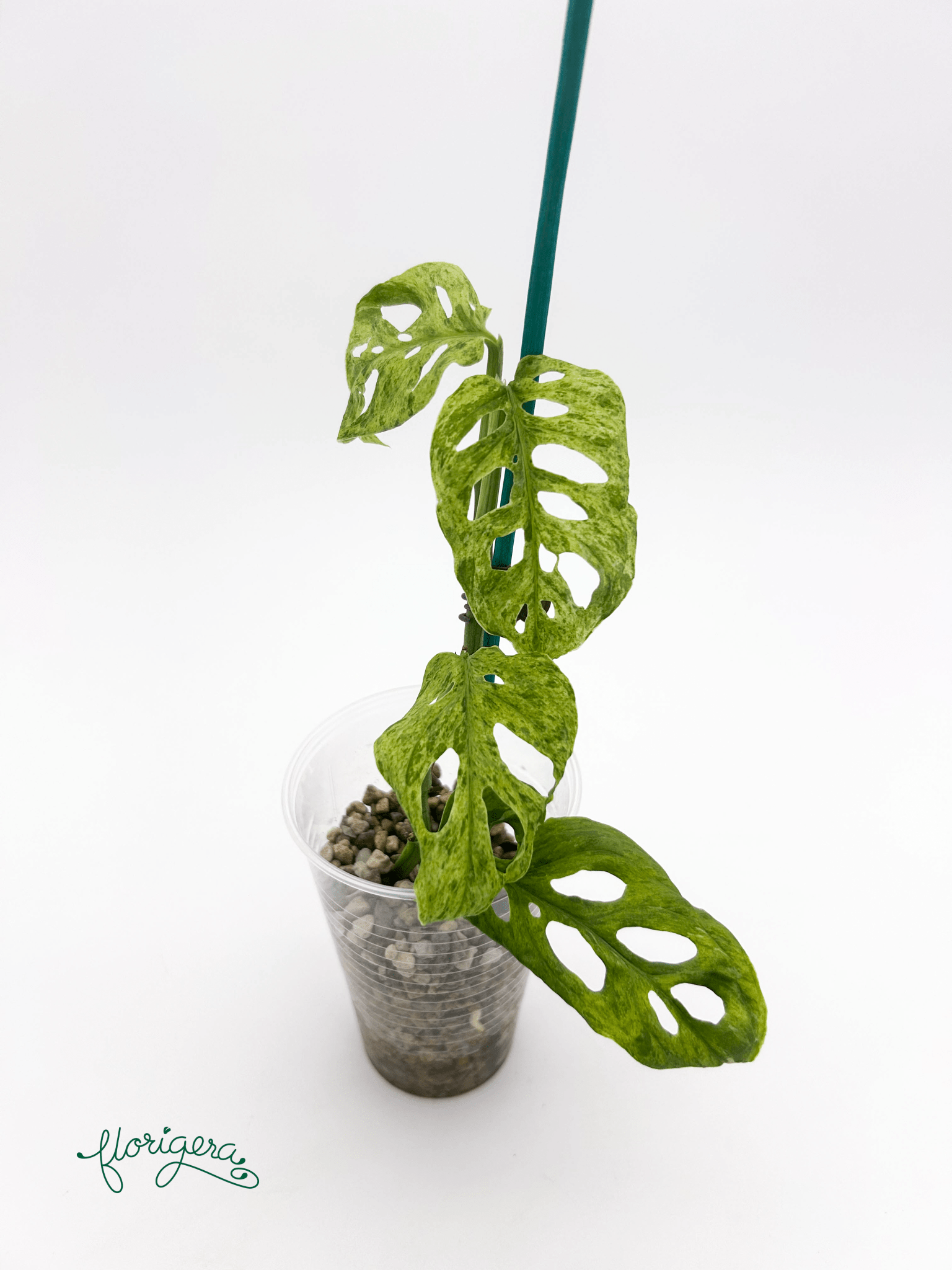 Monstera adansonii ‘Frozen Freckles’ 2 - Florigera