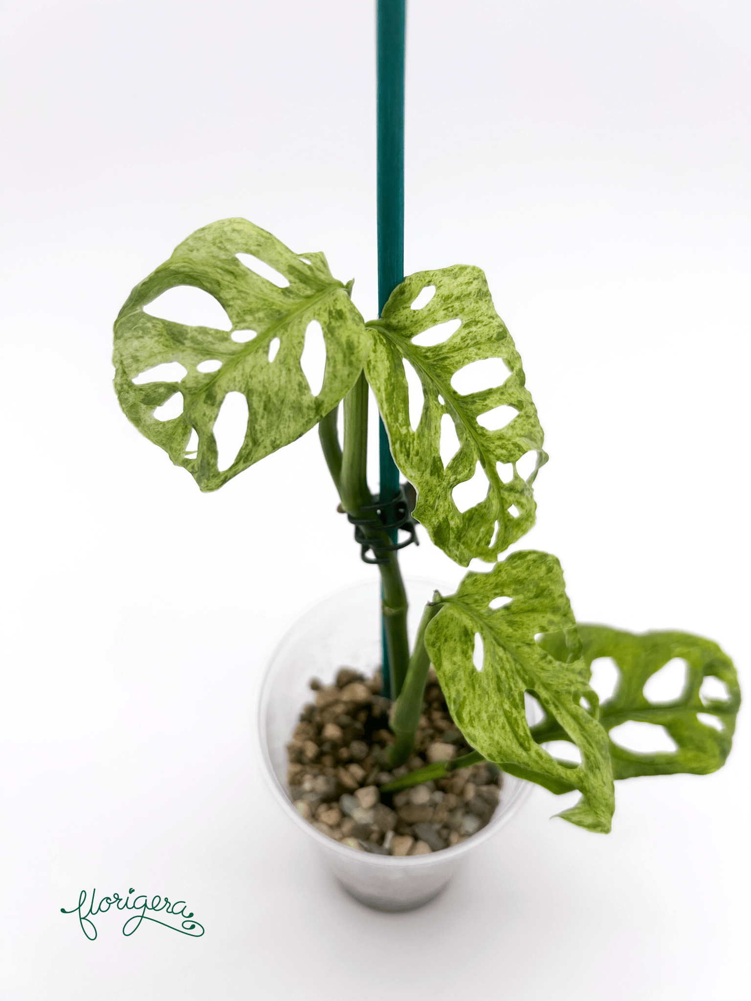Monstera adansonii ‘Frozen Freckles’ 2 - Florigera