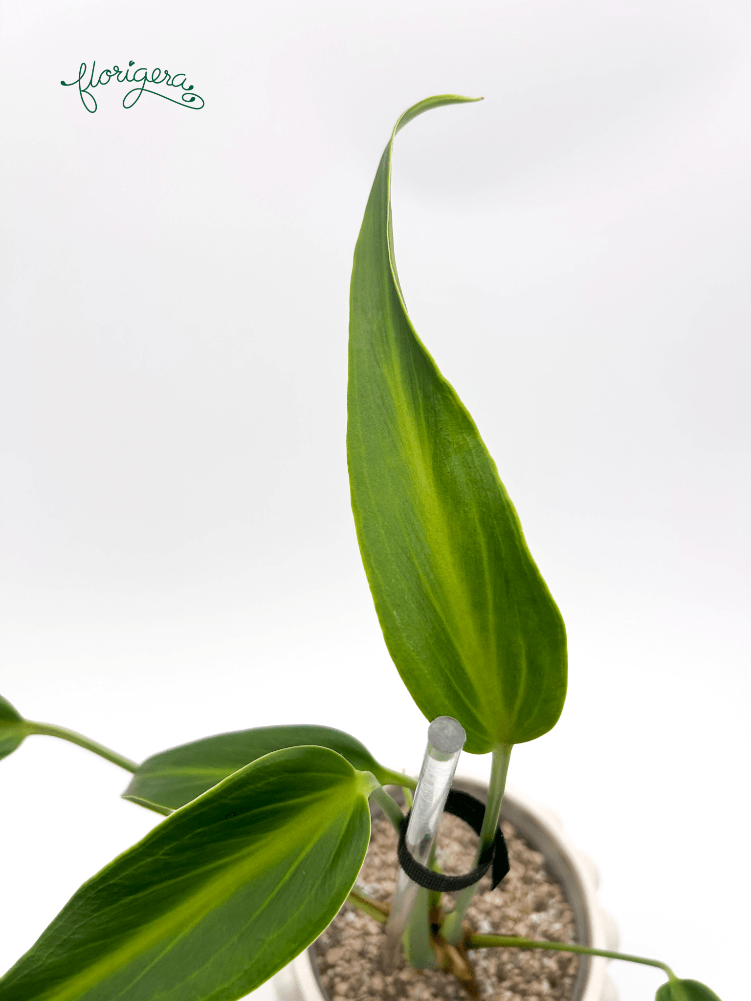 Monstera ‘Burle Marx Flame’ - Florigera