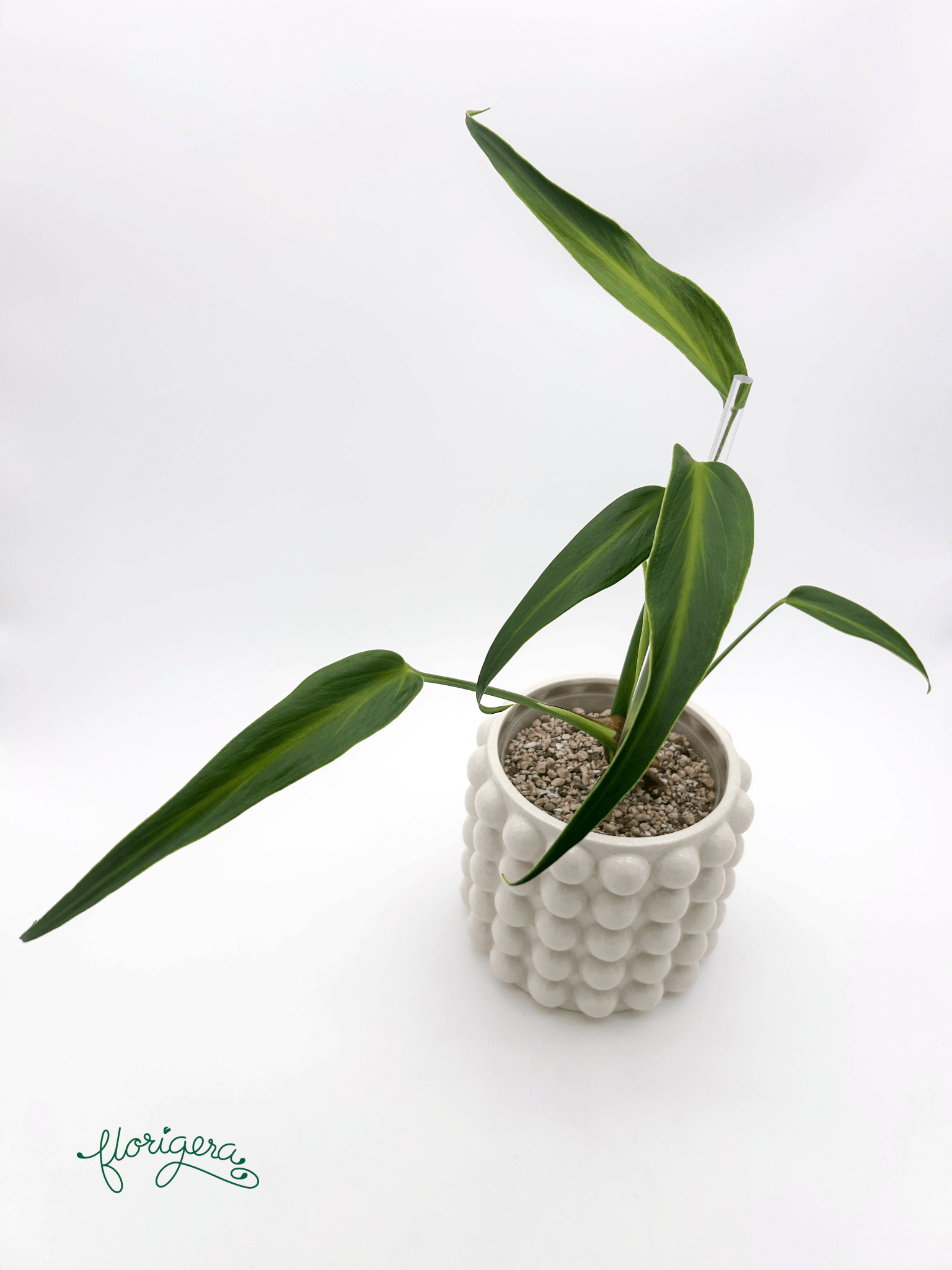 Monstera ‘Burle Marx Flame’ - Florigera